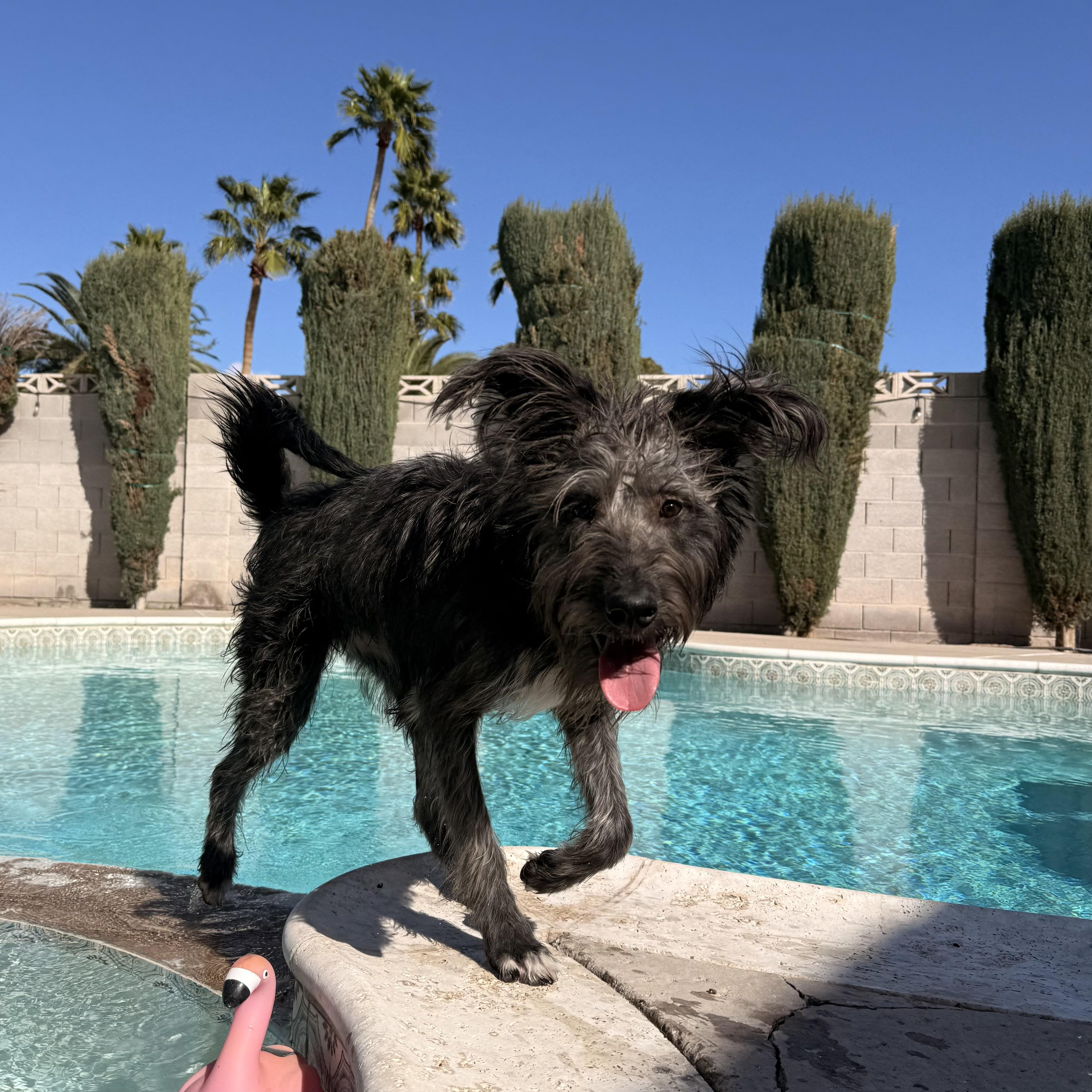 Enlarge Cleo, a ADOPTABLE mixed breed in Las Vegas, NV image 4/6