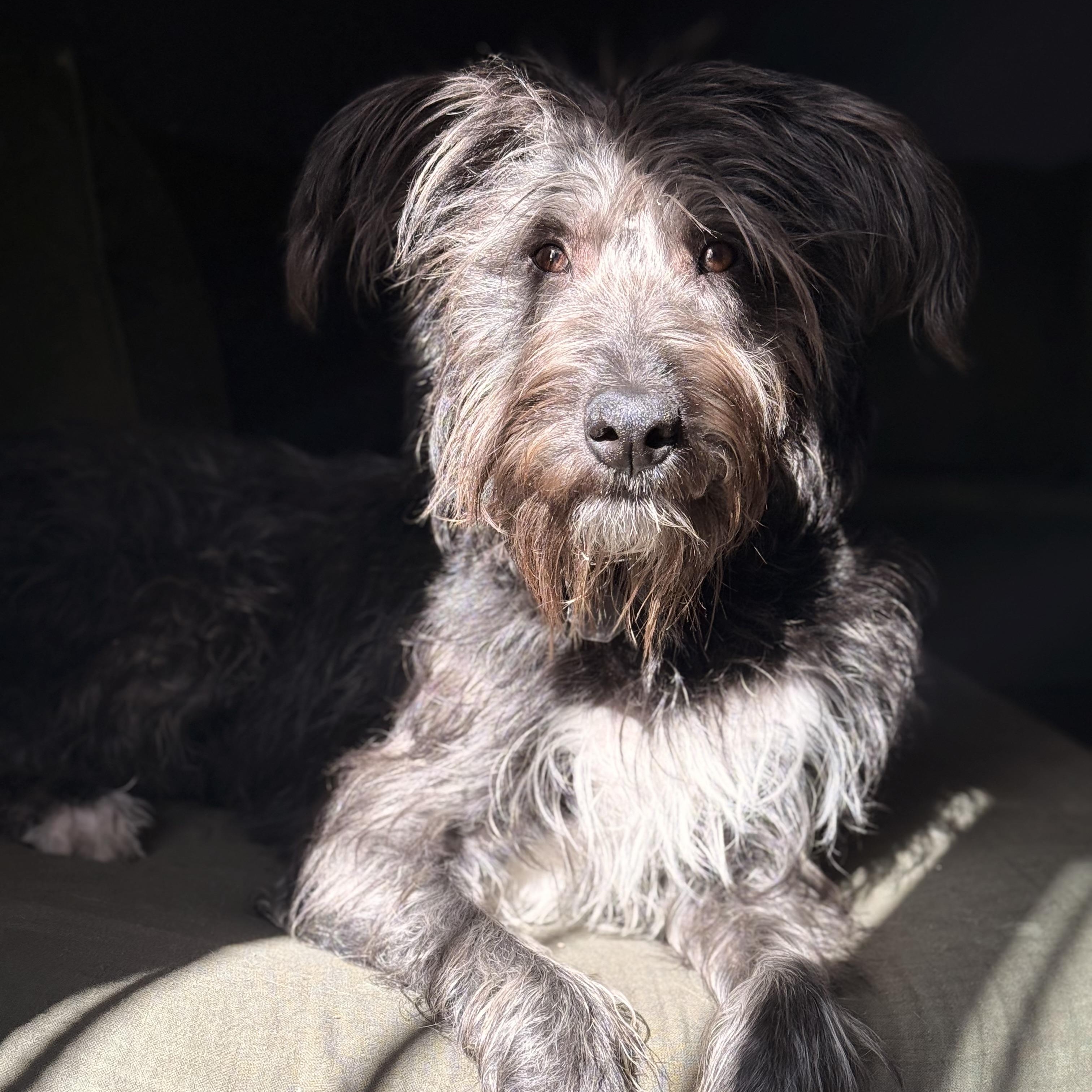 Enlarge Cleo, a ADOPTABLE mixed breed in Las Vegas, NV image 1/6