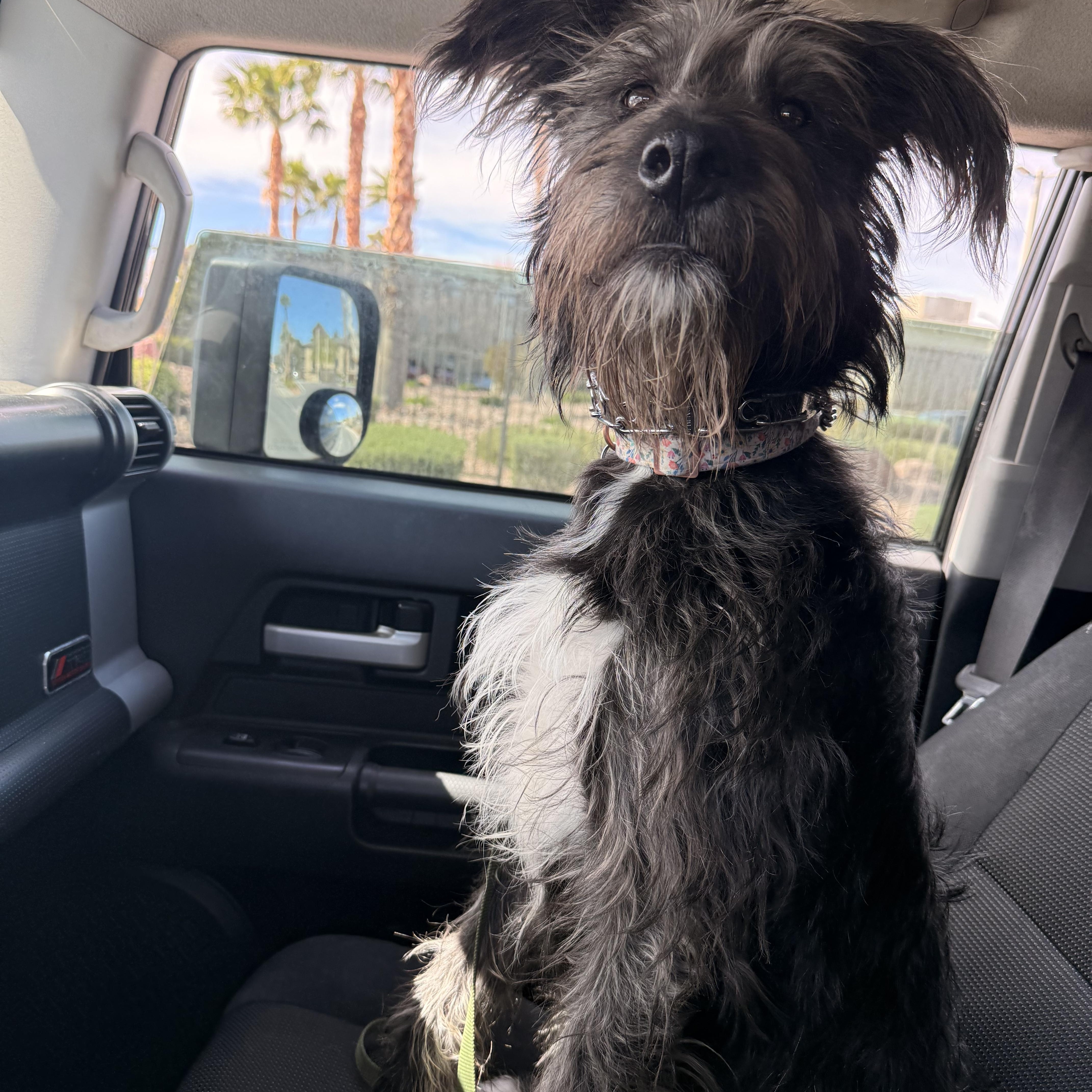 Enlarge Cleo, a ADOPTABLE mixed breed in Las Vegas, NV image 6/6