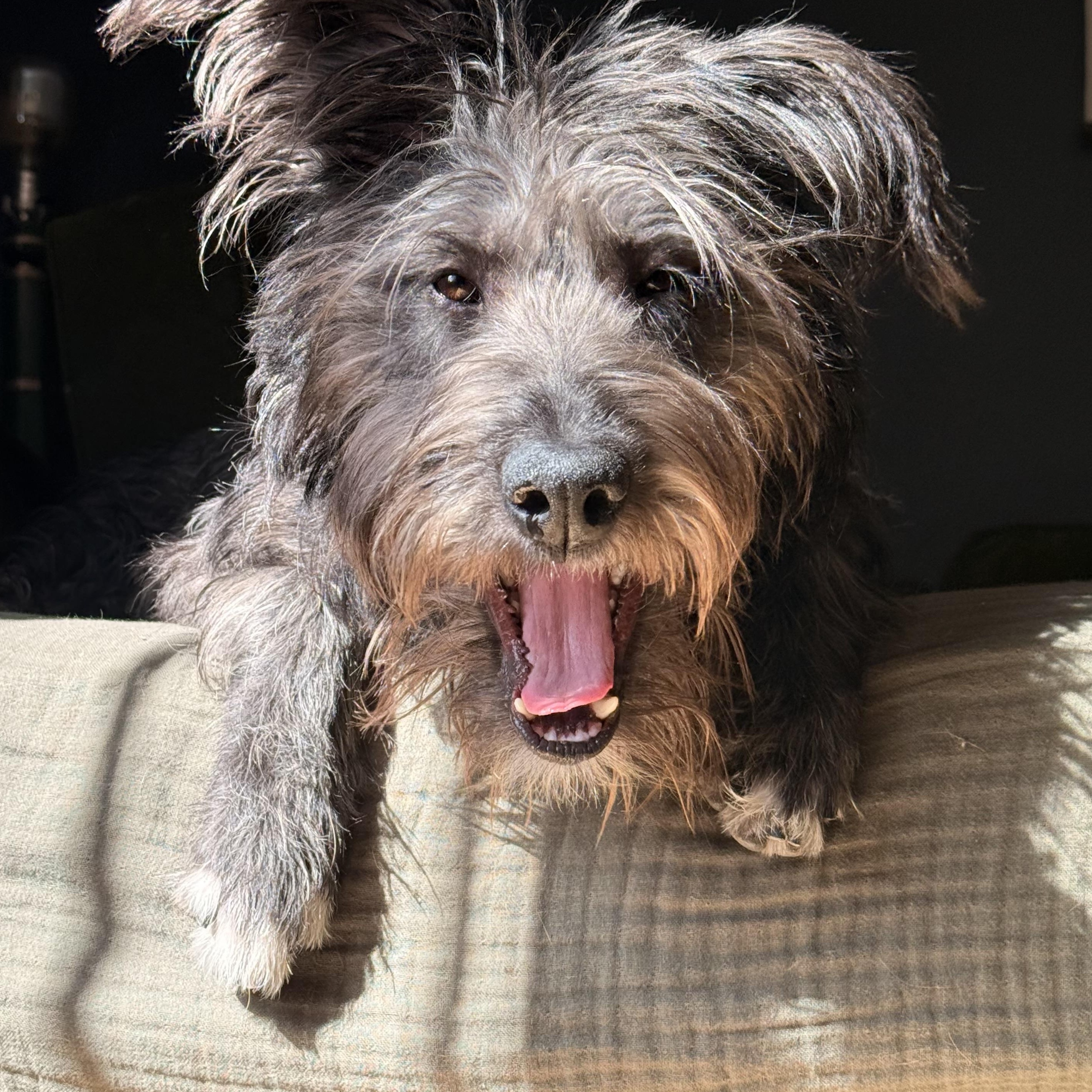 Enlarge Cleo, a ADOPTABLE mixed breed in Las Vegas, NV image 2/6