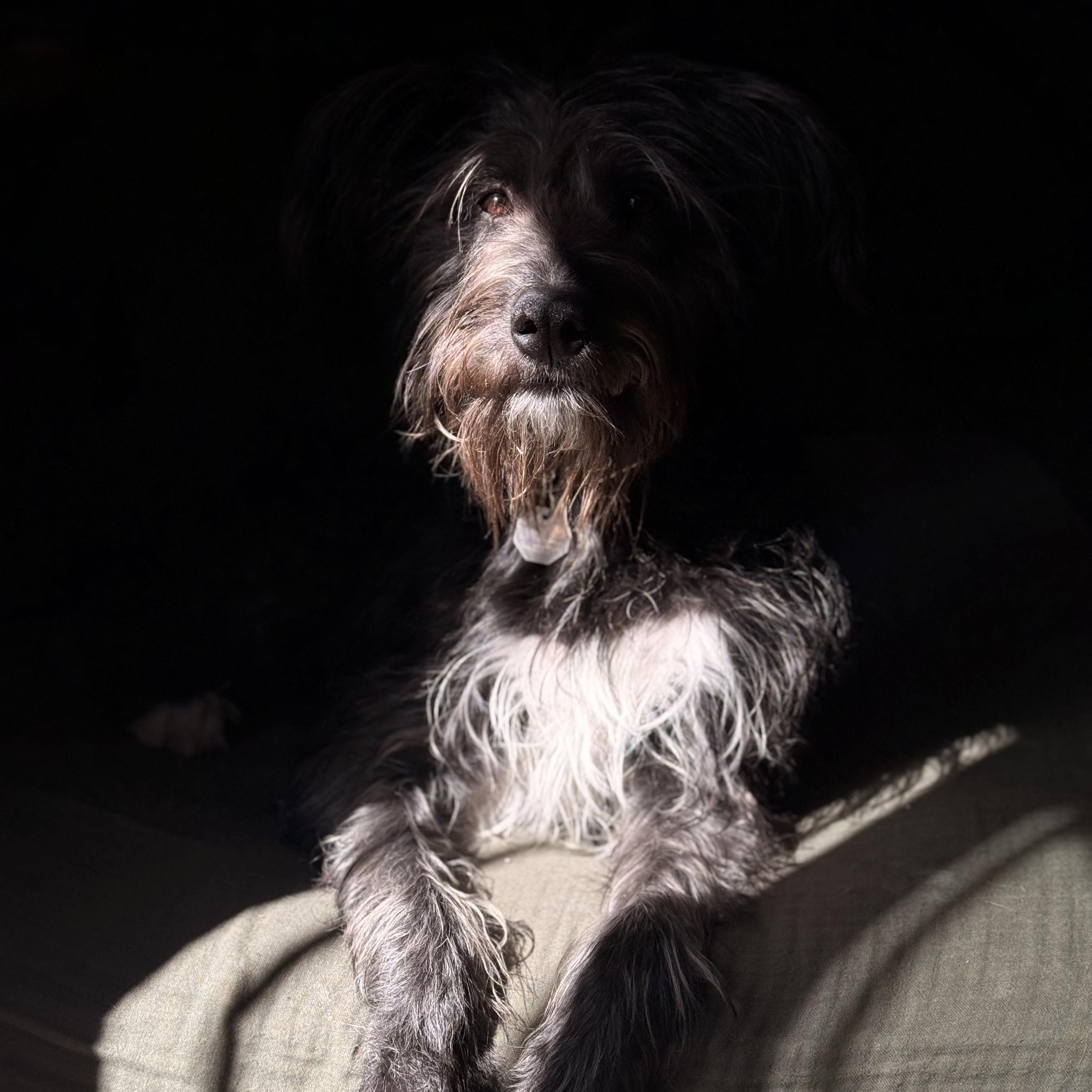 Enlarge Cleo, a ADOPTABLE mixed breed in Las Vegas, NV image 3/6