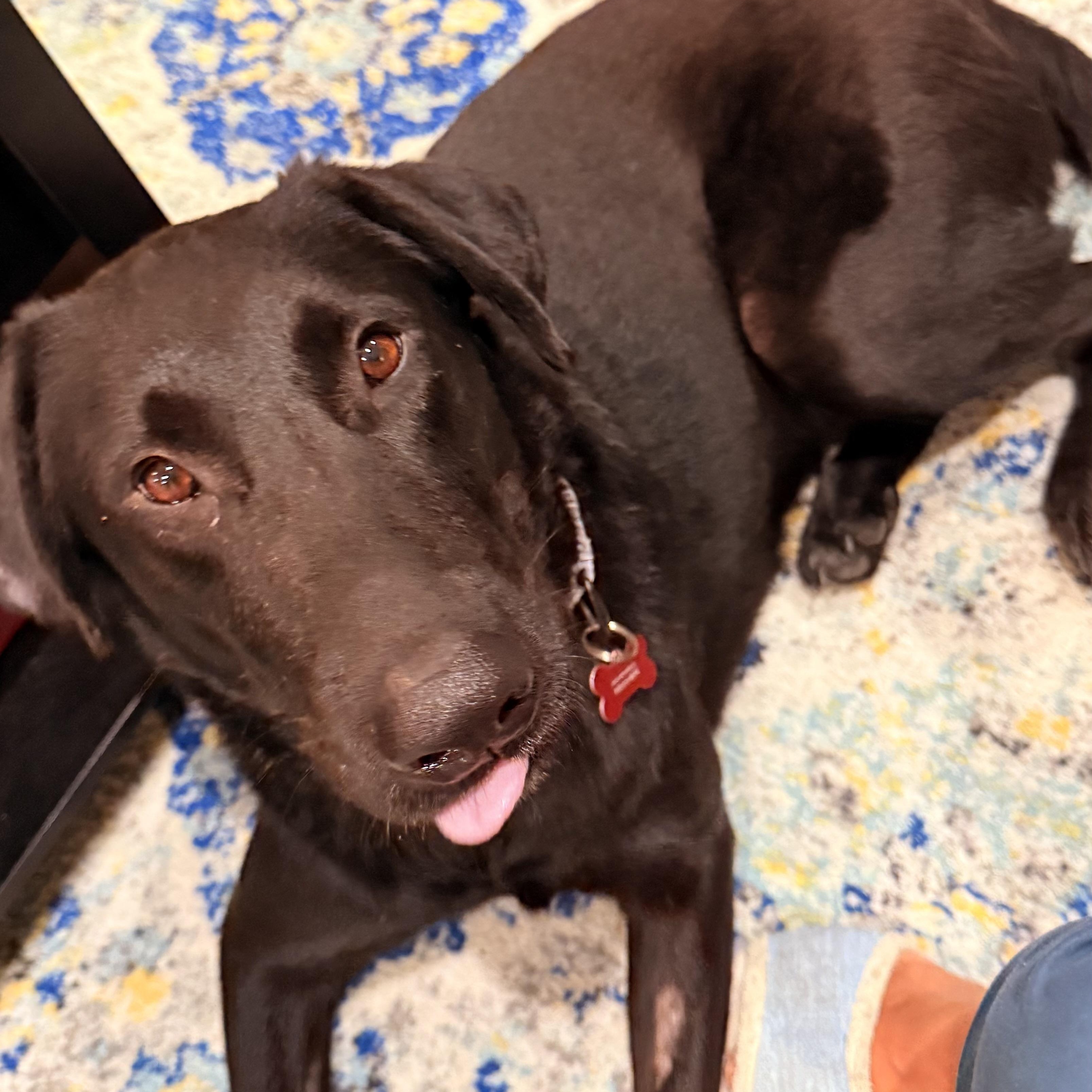 Colt, a Adoptable mixed breed in San Francisco, CA image 2/5