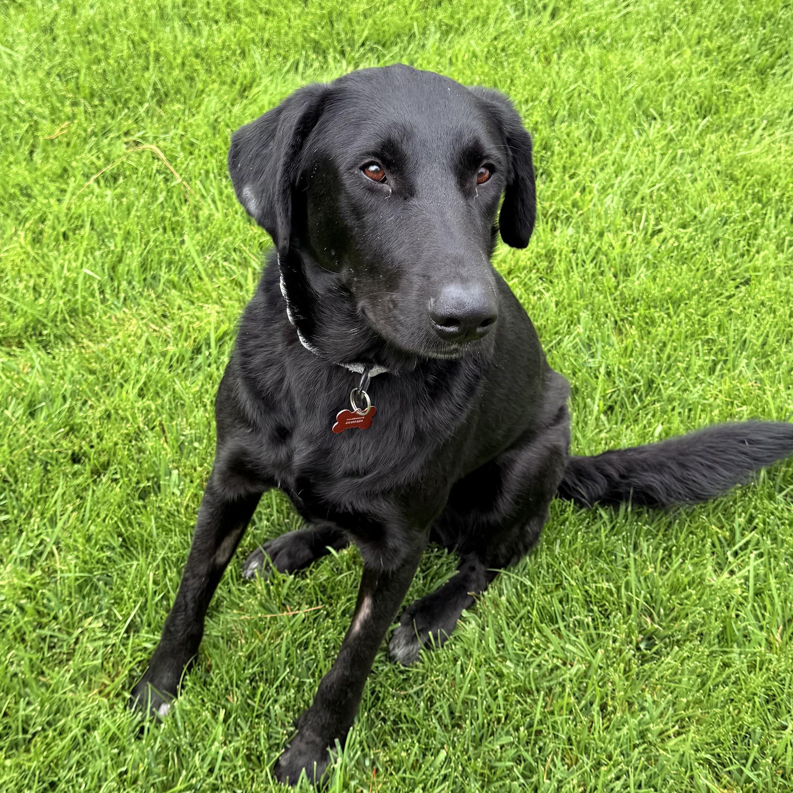Colt, Adoptable, Young Male Labrador Retriever.