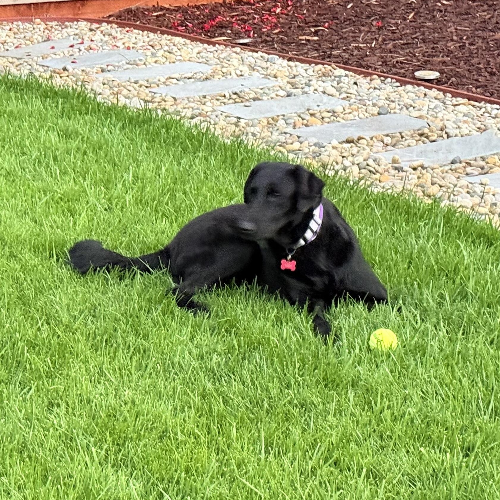 Colt, a Adoptable mixed breed in San Francisco, CA image 4/5