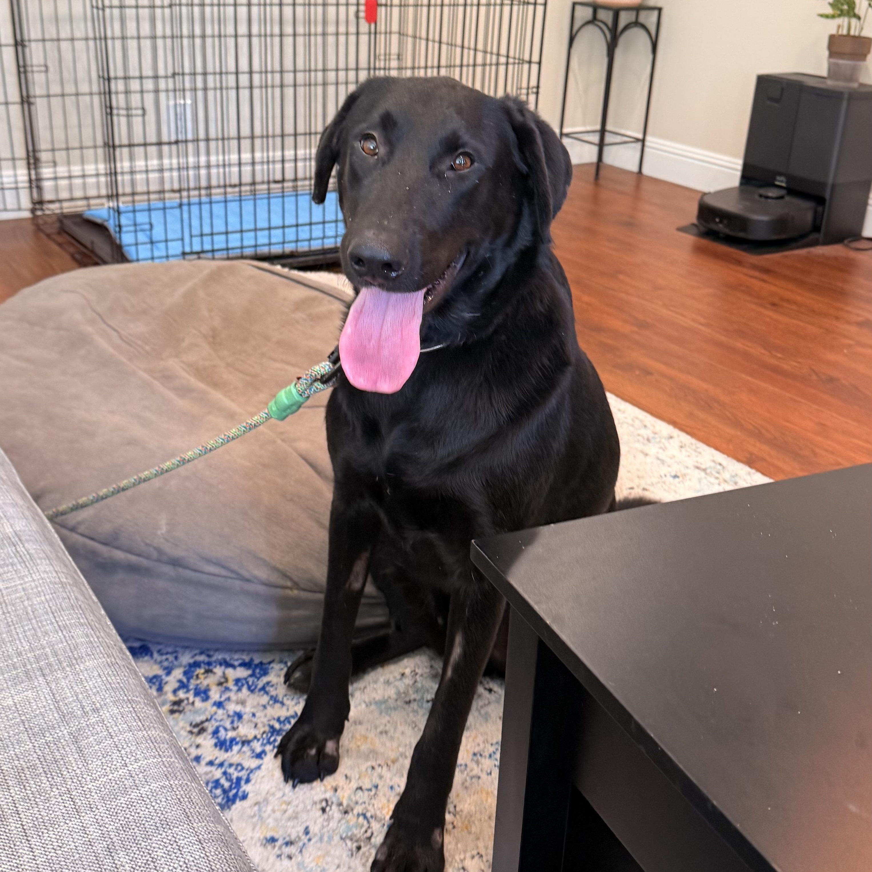 Colt, a Adoptable mixed breed in San Francisco, CA image 5/5