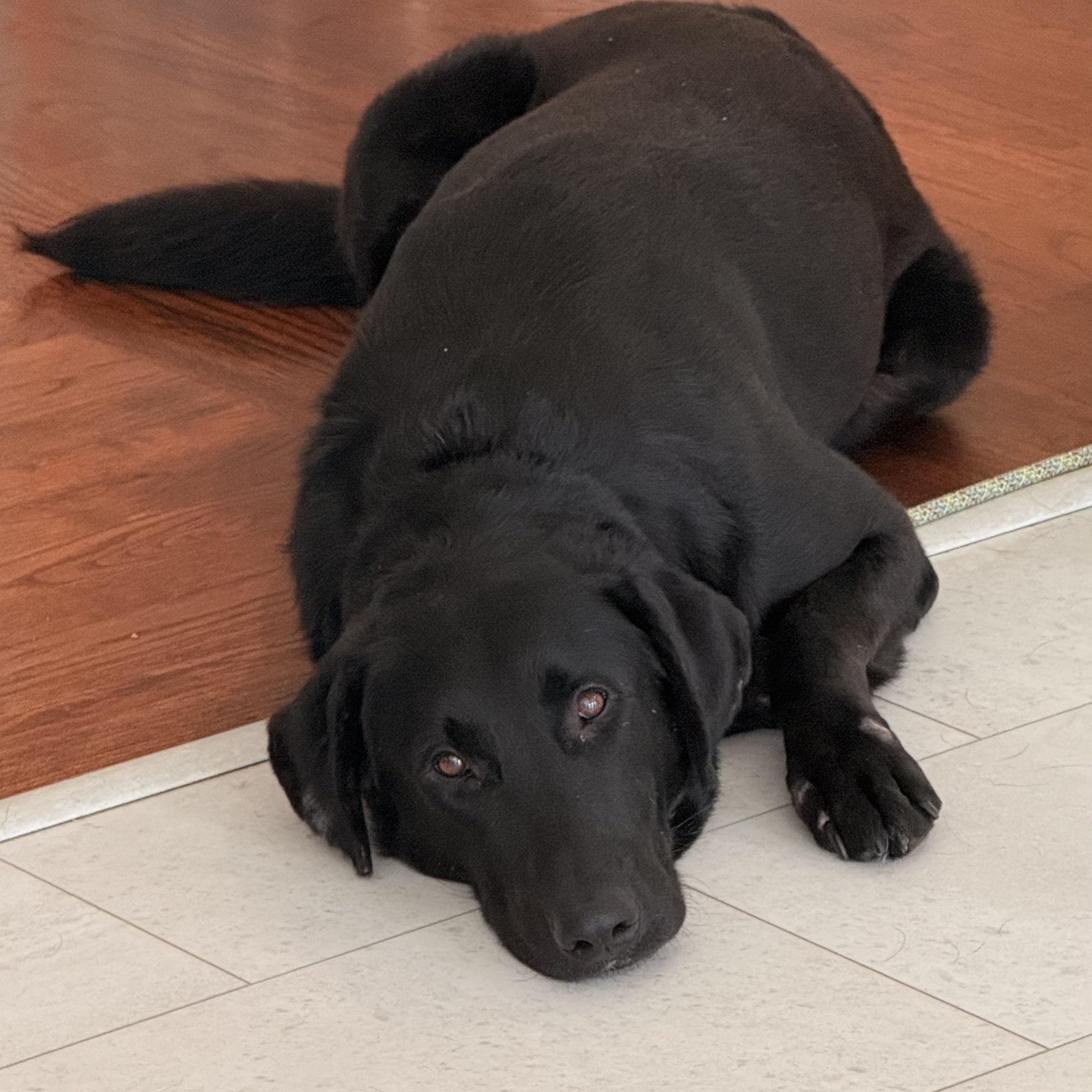 Colt, a Adoptable mixed breed in San Francisco, CA image 3/5