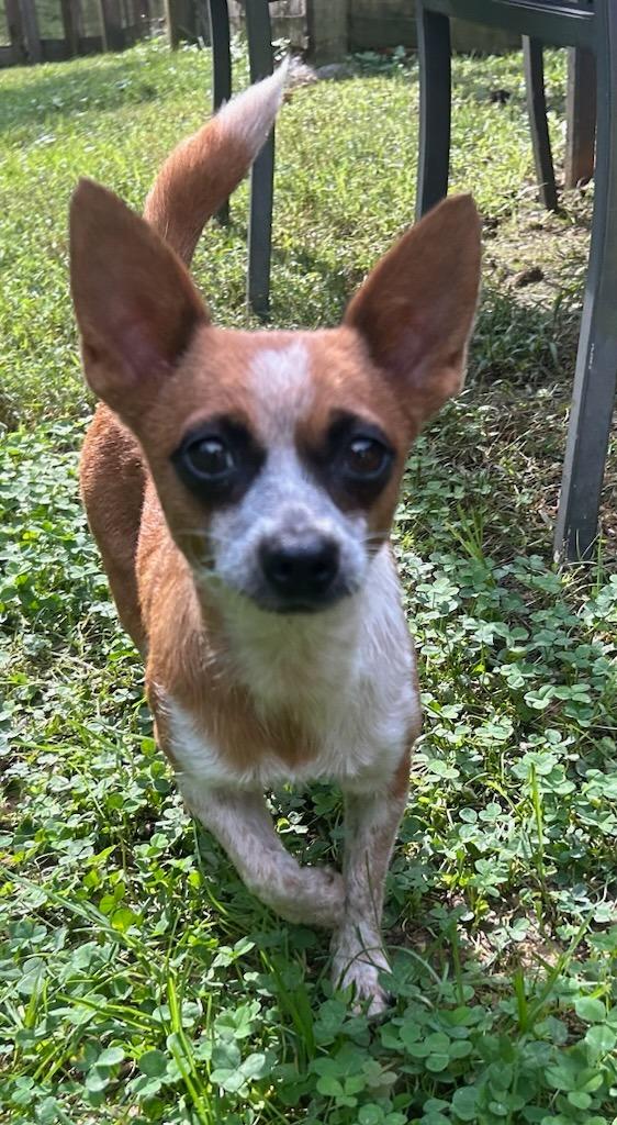 Enlarge Panda, a Adoptable mixed breed in Blountville, TN image 1/4