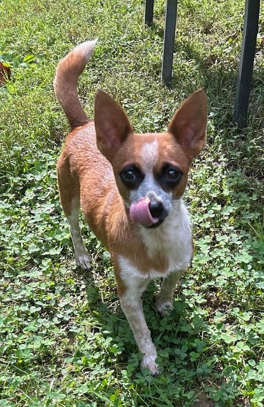 Enlarge Panda, a Adoptable mixed breed in Blountville, TN image 2/4