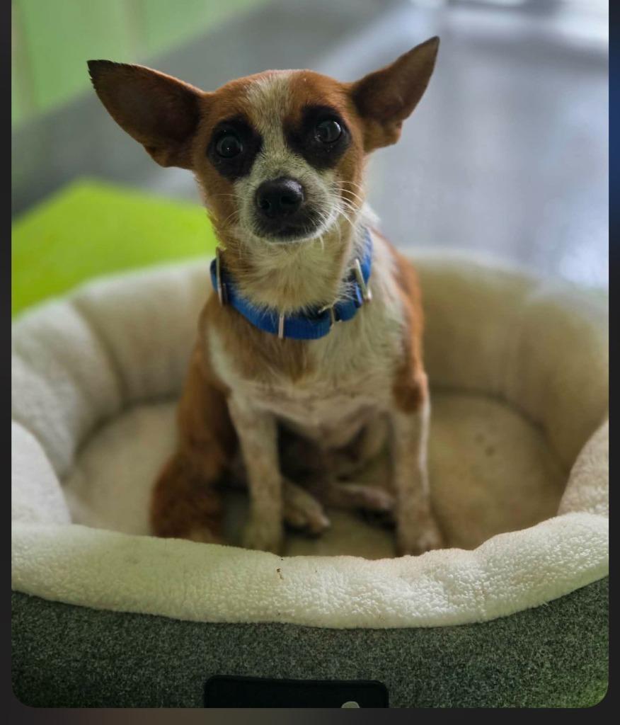 Enlarge Panda, a Adoptable mixed breed in Blountville, TN image 3/4