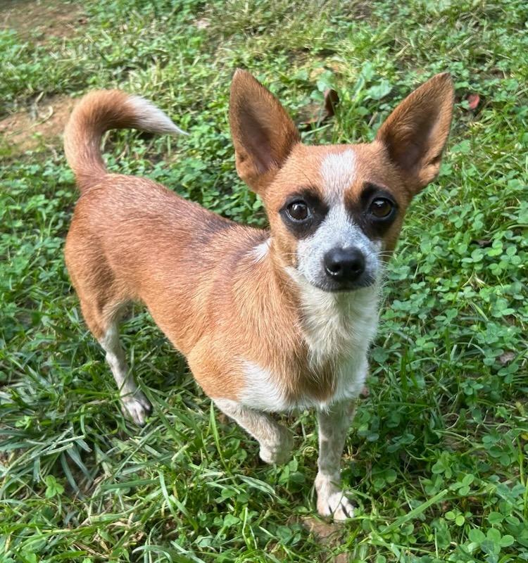 Enlarge Panda, a Adoptable mixed breed in Blountville, TN image 4/4