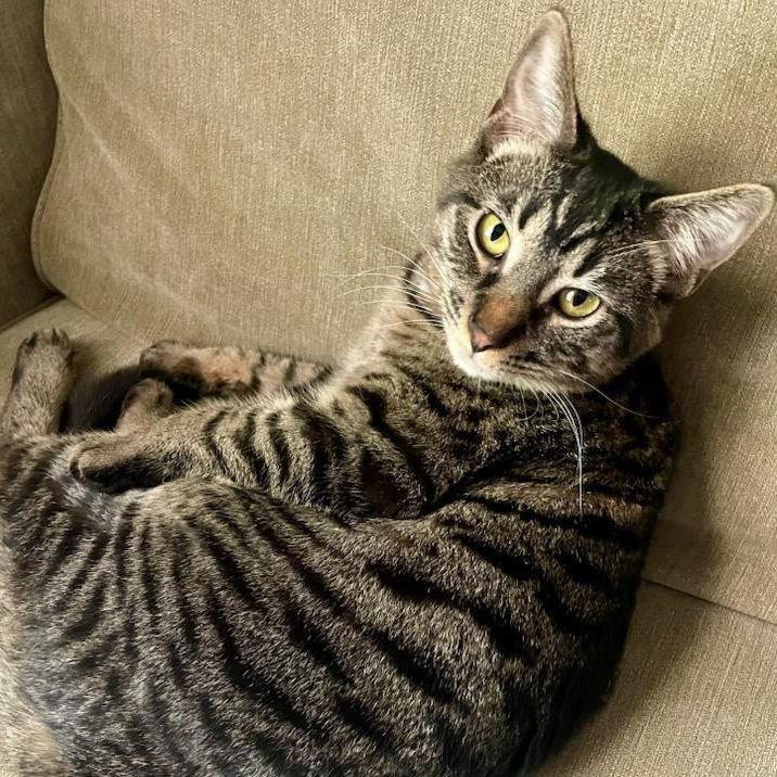 Kaos Litter: PROMETHEUS, Adoptable, Young Male Domestic Short Hair.