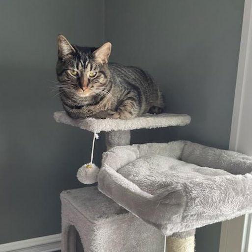 Enlarge Kaos Litter: PROMETHEUS, a Adoptable Domestic Short Hair in Akron, OH image 1/3