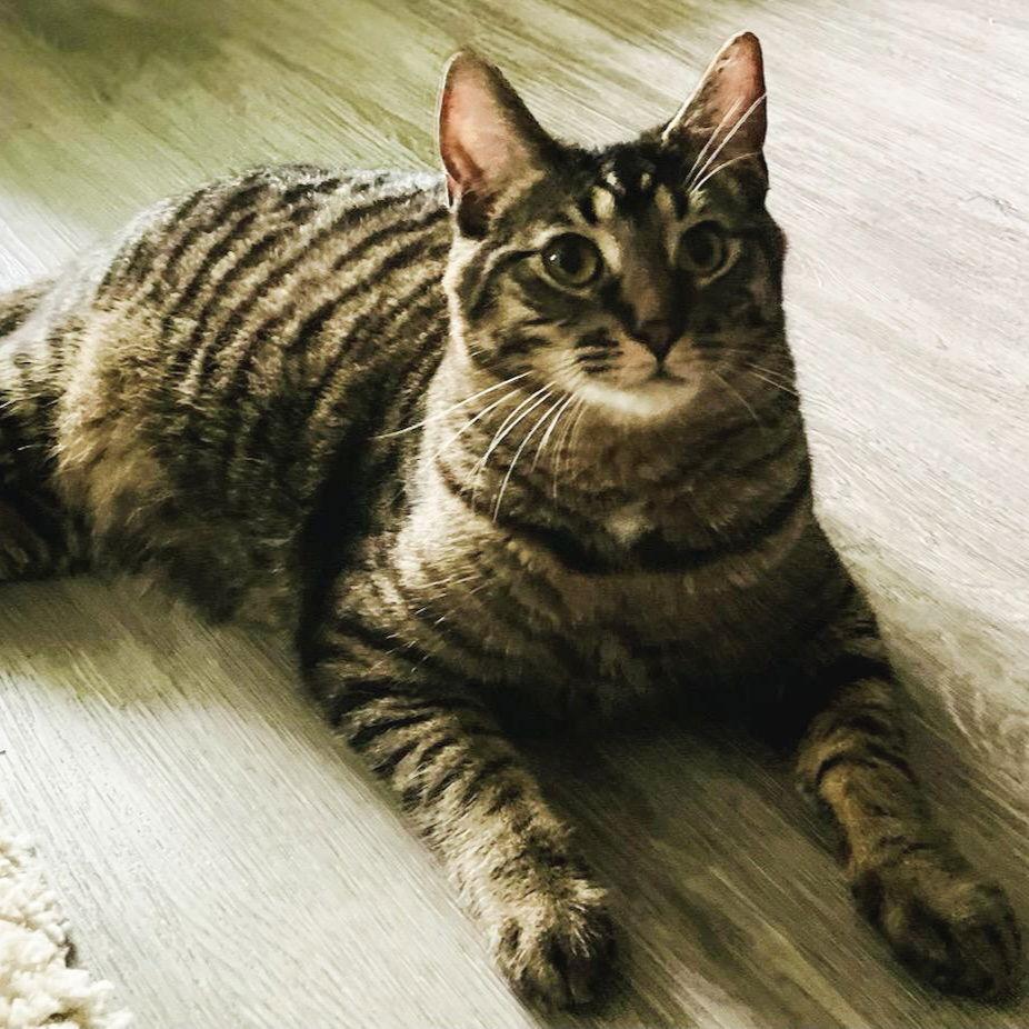 Enlarge Kaos Litter: PROMETHEUS, a Adoptable Domestic Short Hair in Akron, OH image 2/3