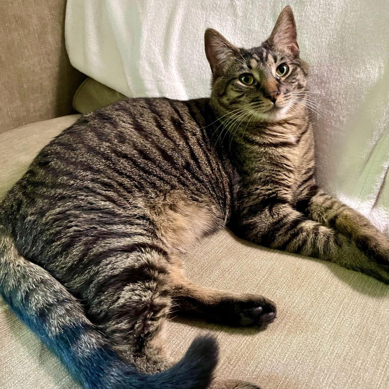 Kaos Litter: PROMETHEUS, Adoptable, Young Male Domestic Short Hair.