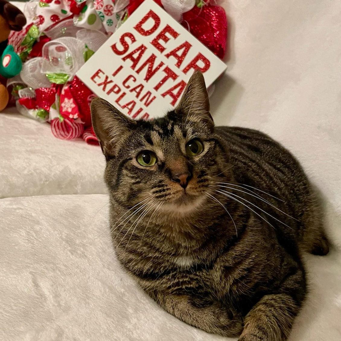 Enlarge Kaos Litter: PROMETHEUS, a Adoptable Domestic Short Hair in Akron, OH image 2/3