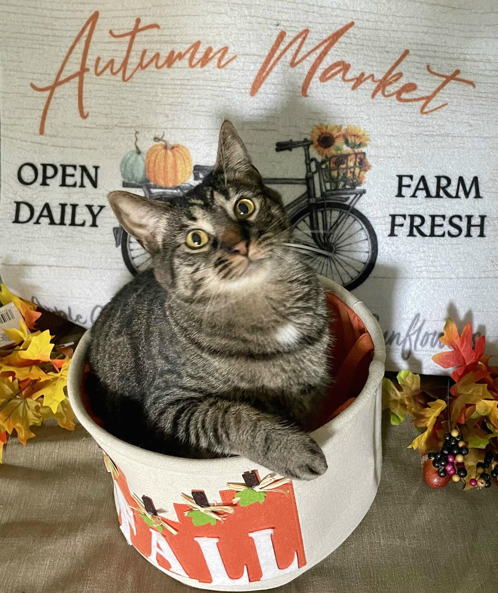 Enlarge Kaos Litter: PROMETHEUS, a Adoptable Domestic Short Hair in Akron, OH image 3/3