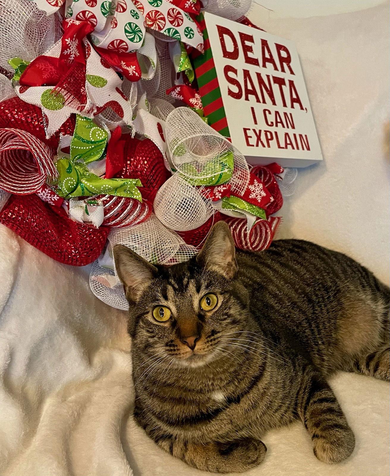 Enlarge Kaos Litter: PROMETHEUS, a Adoptable Domestic Short Hair in Akron, OH image 3/3