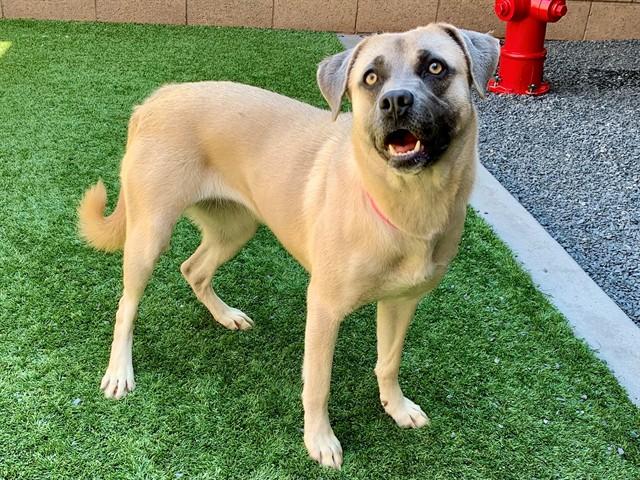 Enlarge LESLIE, a Adoptable mixed breed in Moreno Valley, CA image 1/1