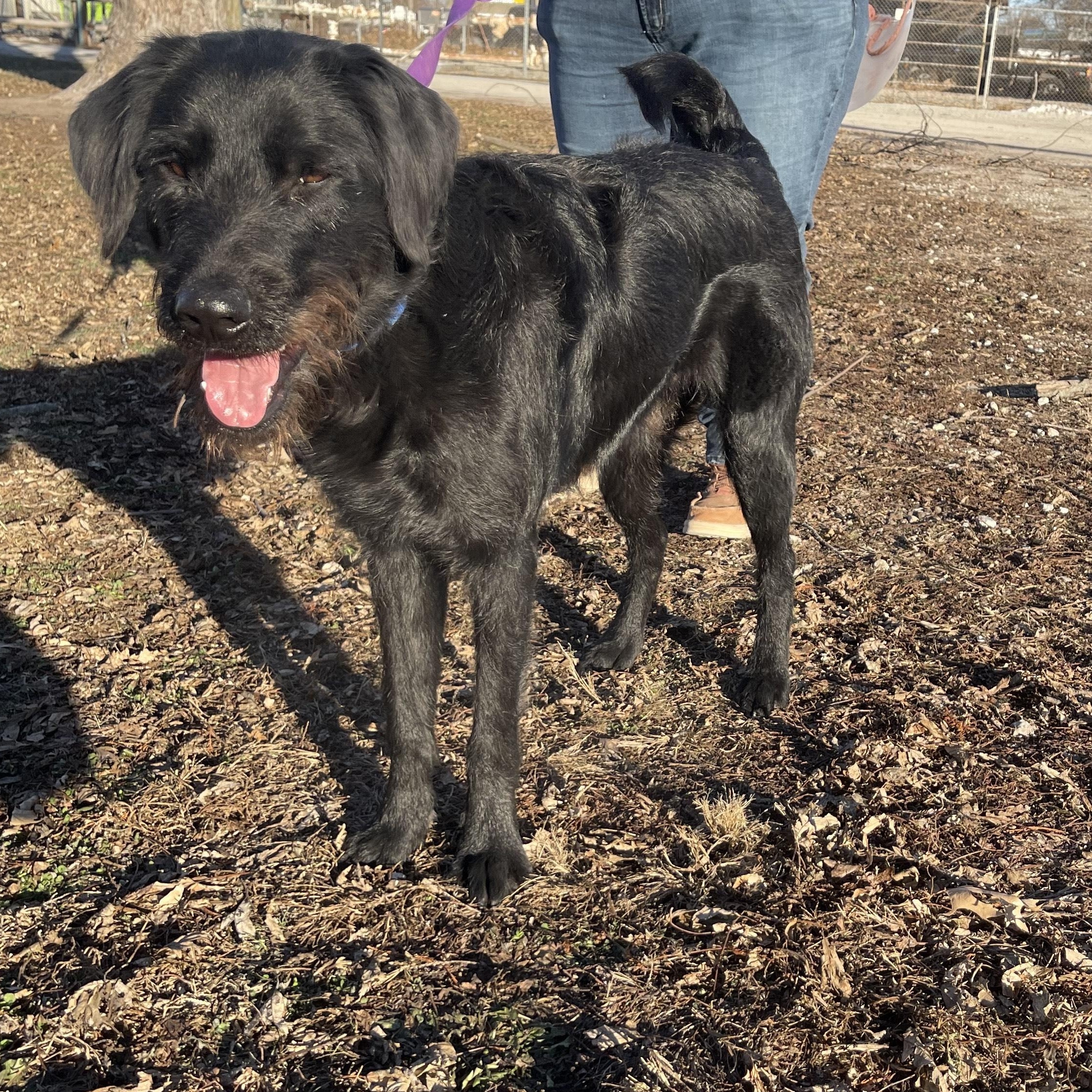 Enlarge Bo, a ADOPTABLE Goldendoodle in Trenton, MO image 2/3
