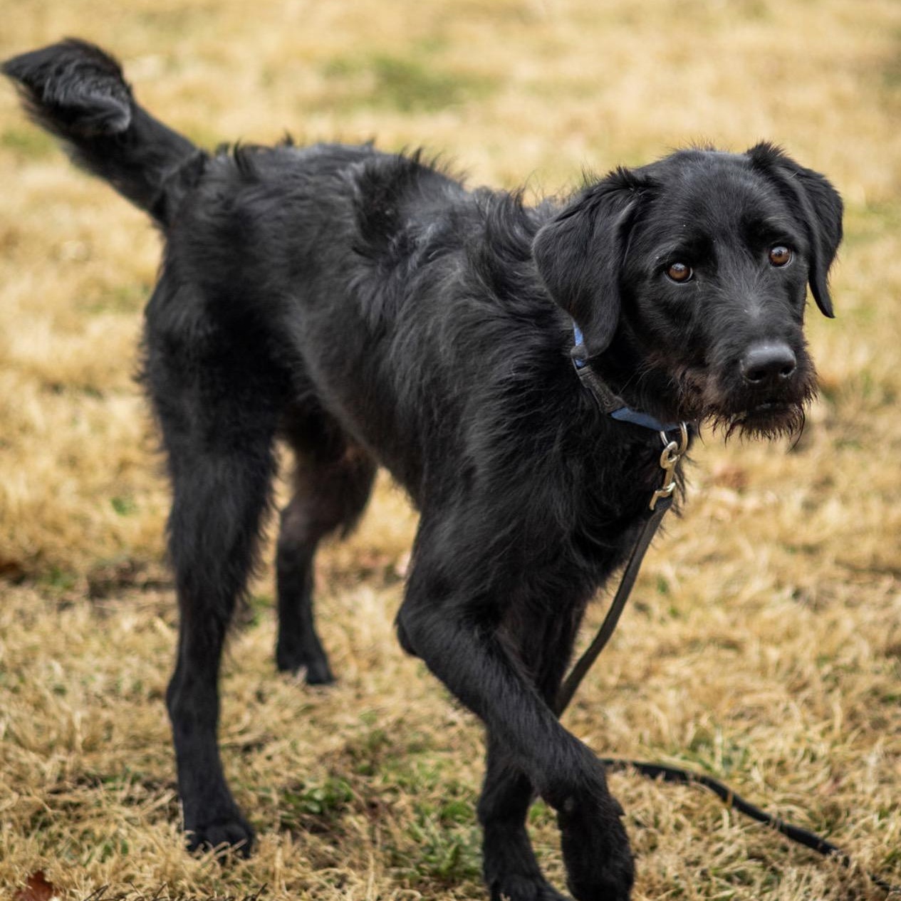 Enlarge Bo, an adopted mixed breed in Trenton, MO image 3/4