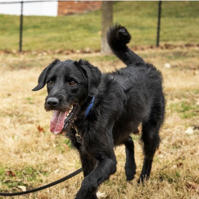 Enlarge Bo, an adopted mixed breed in Trenton, MO image 1/4
