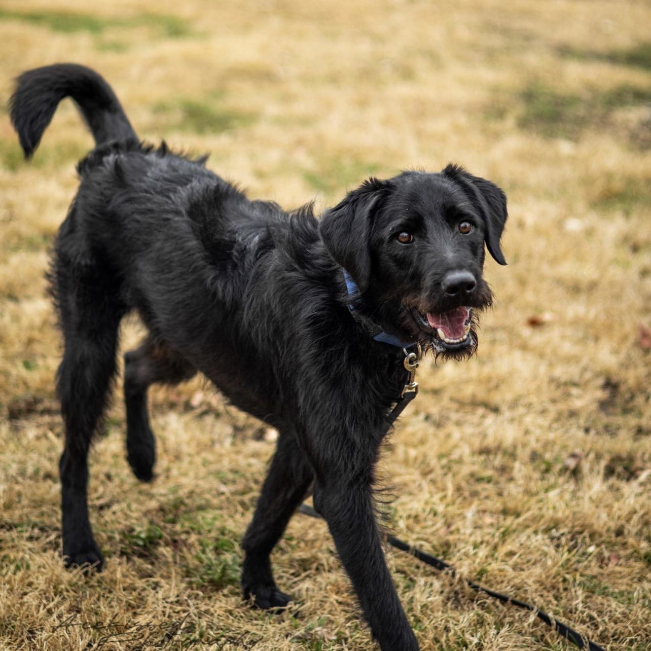 Enlarge Bo, an adopted mixed breed in Trenton, MO image 4/4