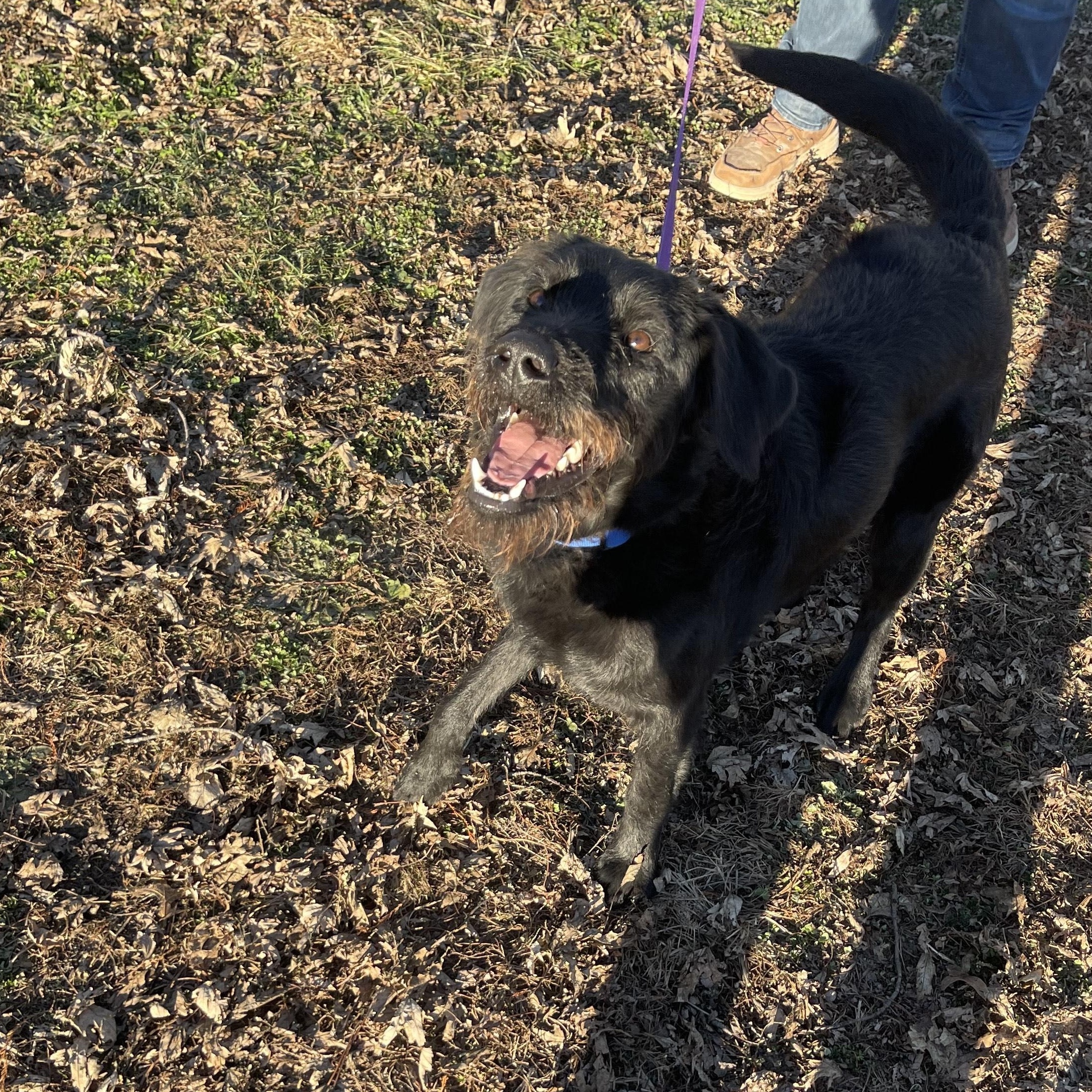 Enlarge Bo, a ADOPTABLE Goldendoodle in Trenton, MO image 3/3