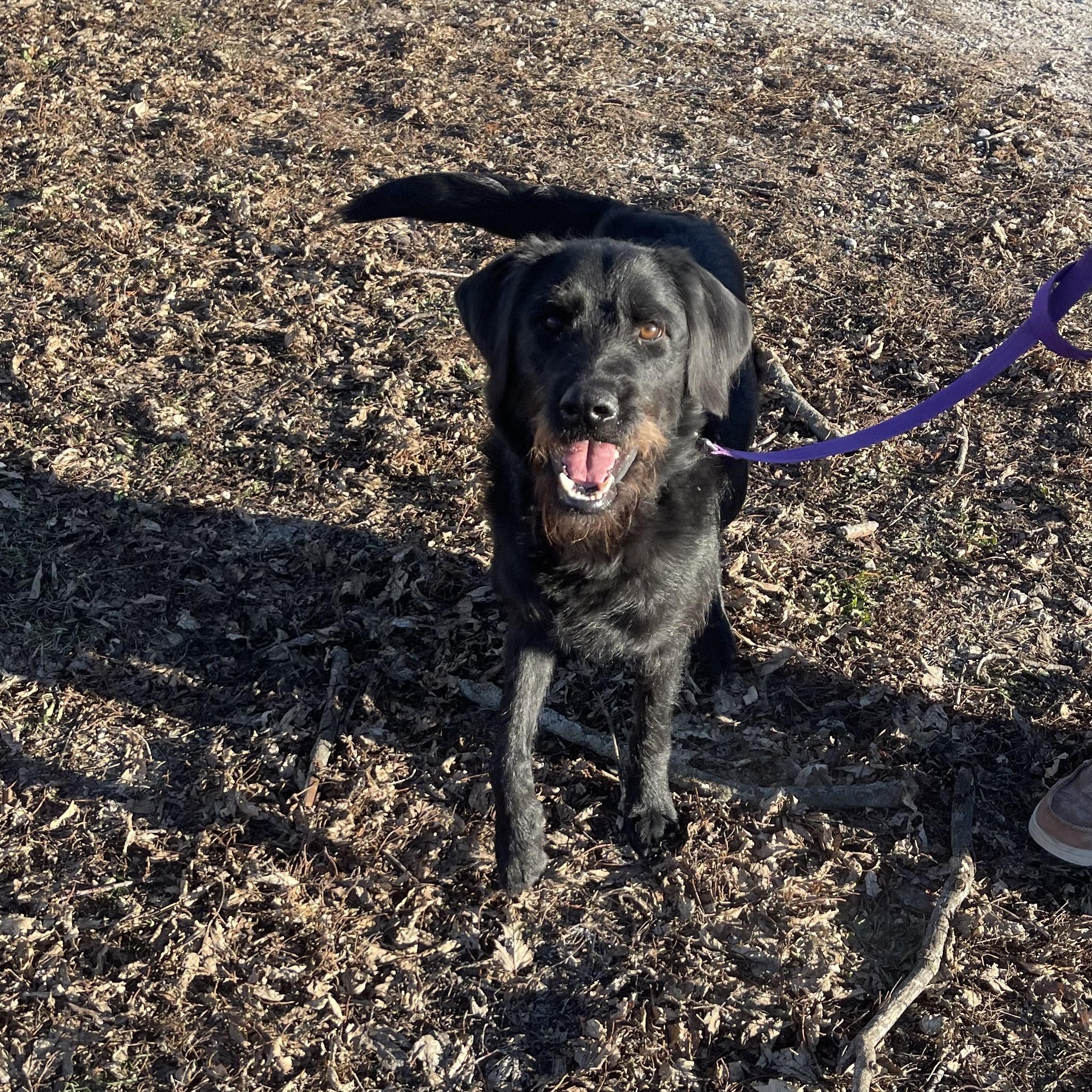 Enlarge Bo, a ADOPTABLE Goldendoodle in Trenton, MO image 1/3