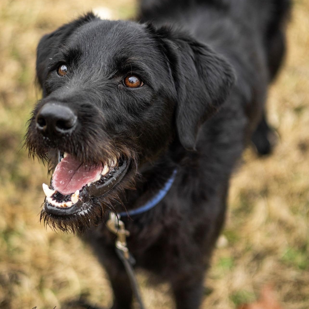 Enlarge Bo, an adopted mixed breed in Trenton, MO image 2/4