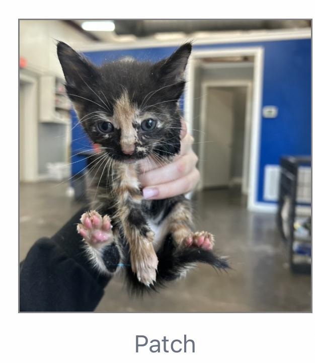 Patch, Adoptable, Kitten Female Domestic Short Hair.