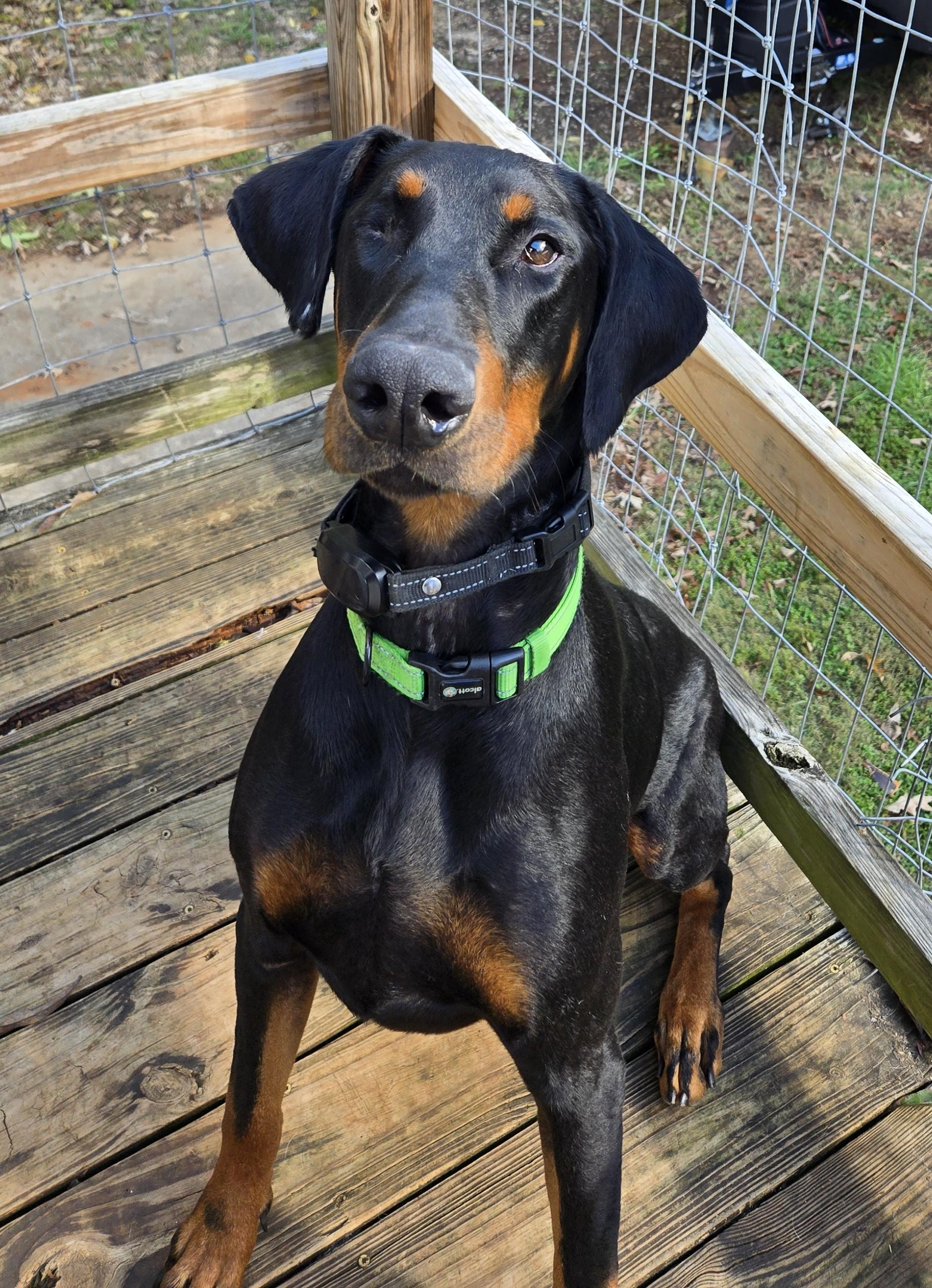 Enlarge Jack, a Adoptable Doberman Pinscher in Knoxville, TN image 1/4