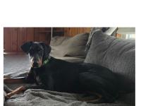 Enlarge Jack, a Adoptable Doberman Pinscher in Knoxville, TN image 3/4