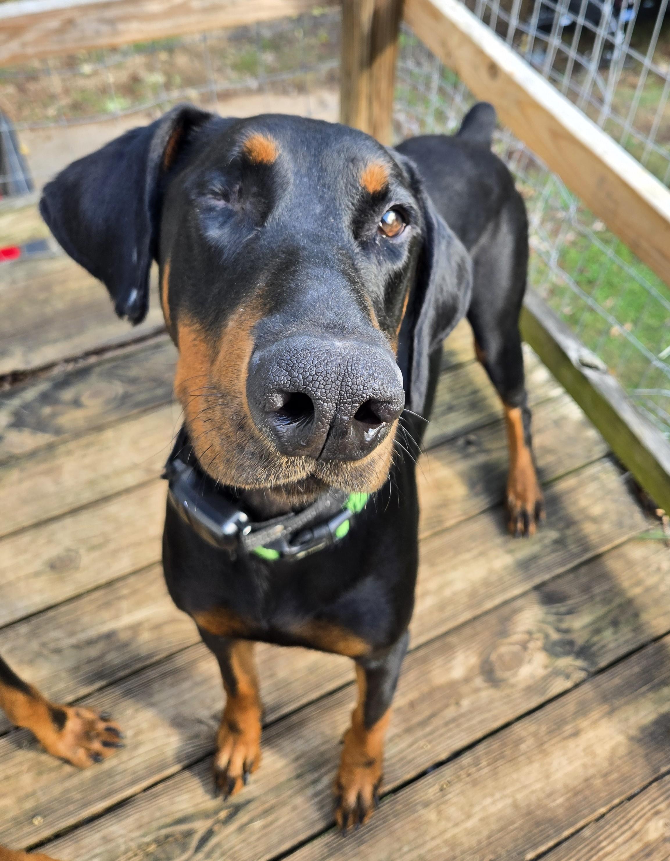 Enlarge Jack, a Adoptable Doberman Pinscher in Knoxville, TN image 2/4