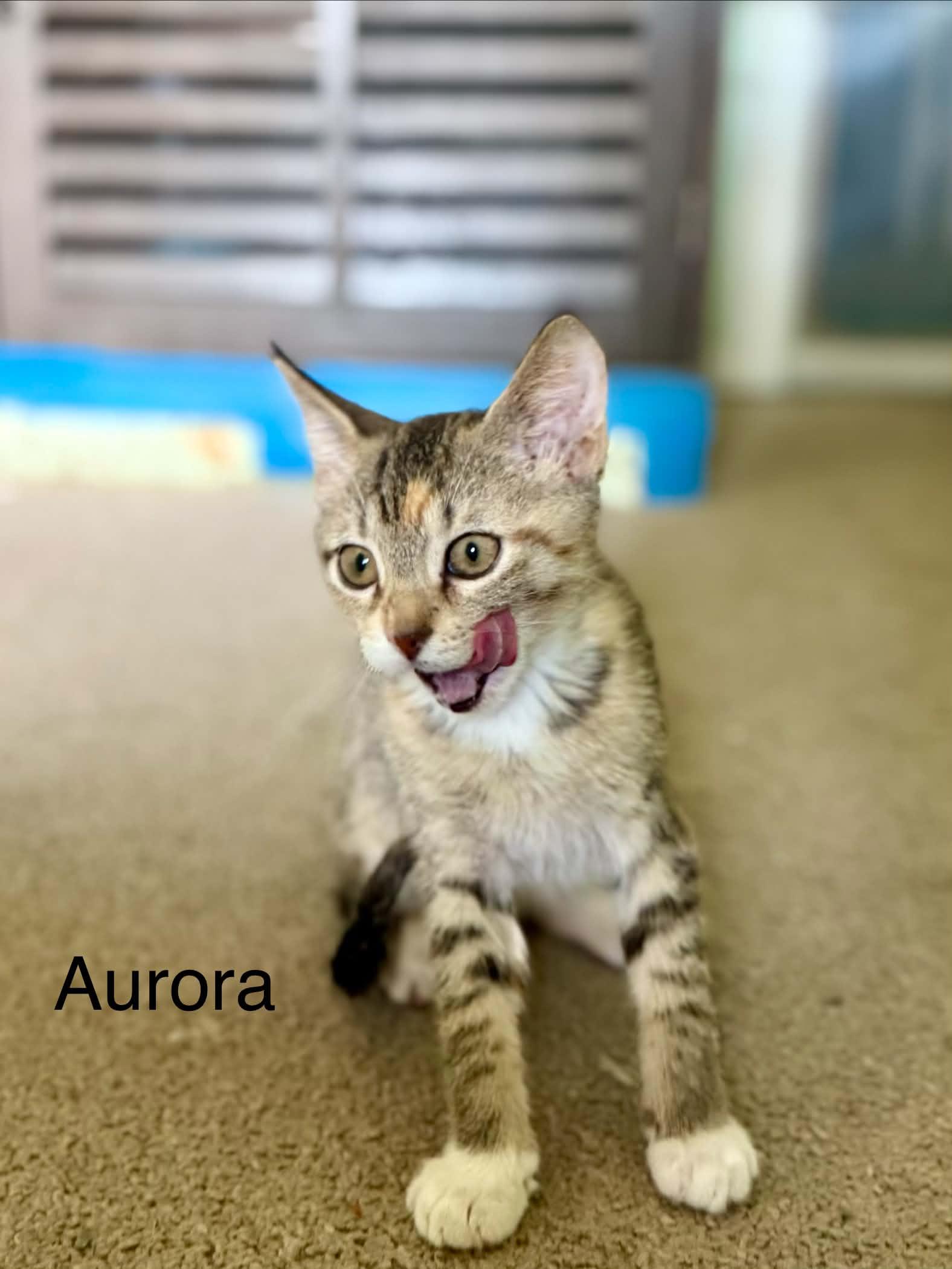 Aurora, a ADOPTABLE Domestic Short Hair in Saint Charles, MO image 2/2