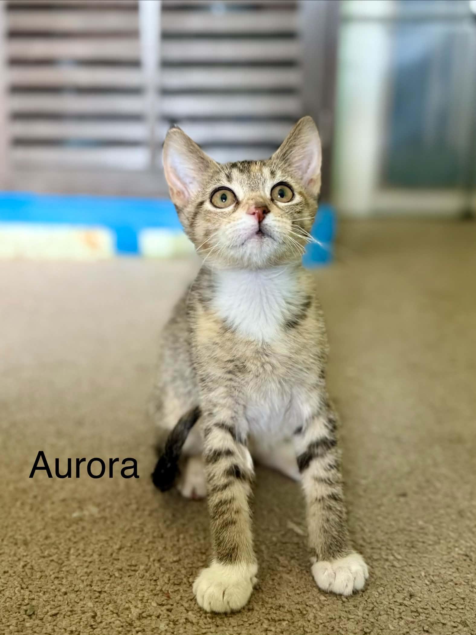 Aurora, a ADOPTABLE Domestic Short Hair in Saint Charles, MO image 1/2