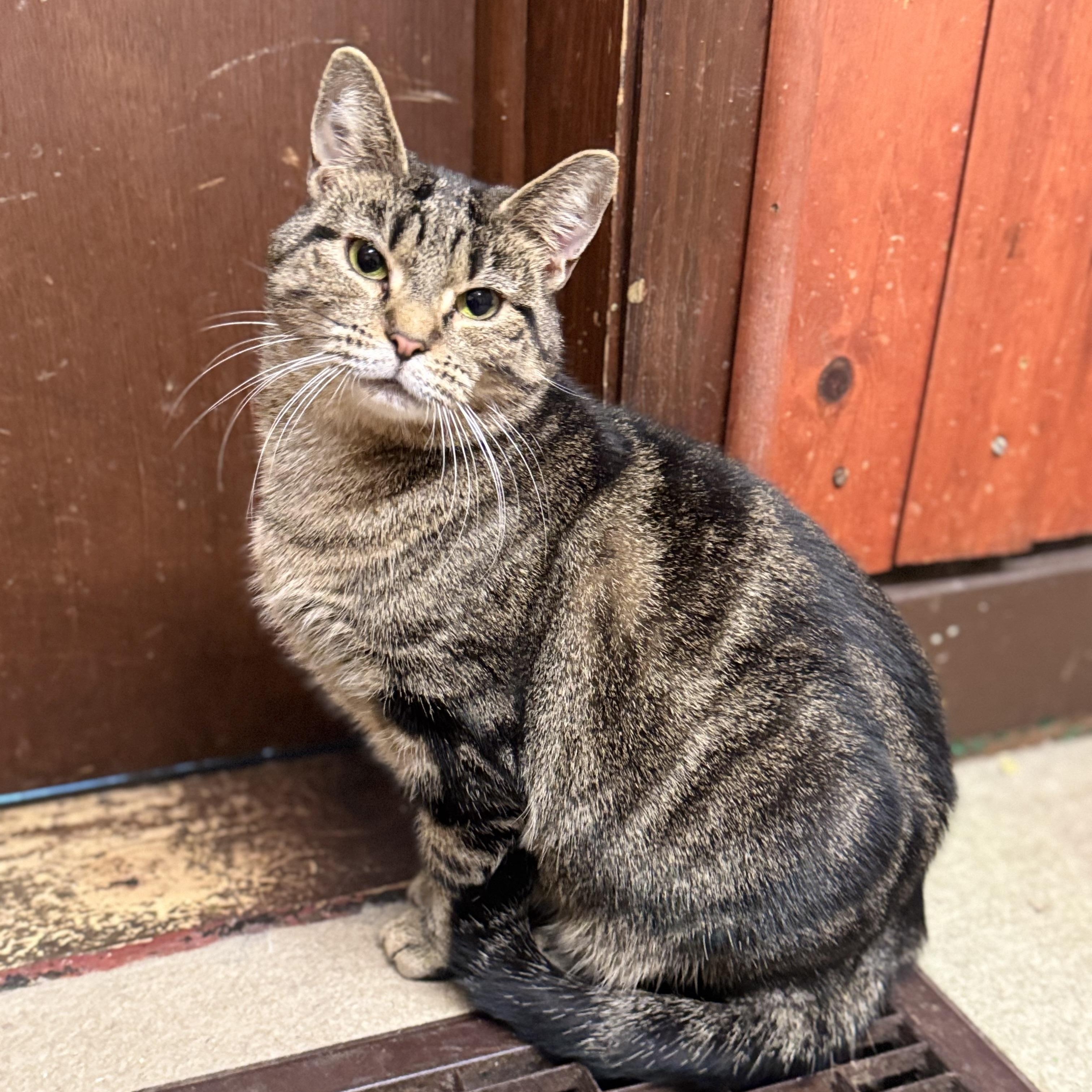 Enlarge Analise, a Adoptable Domestic Short Hair in North Tonawanda, NY image 3/6