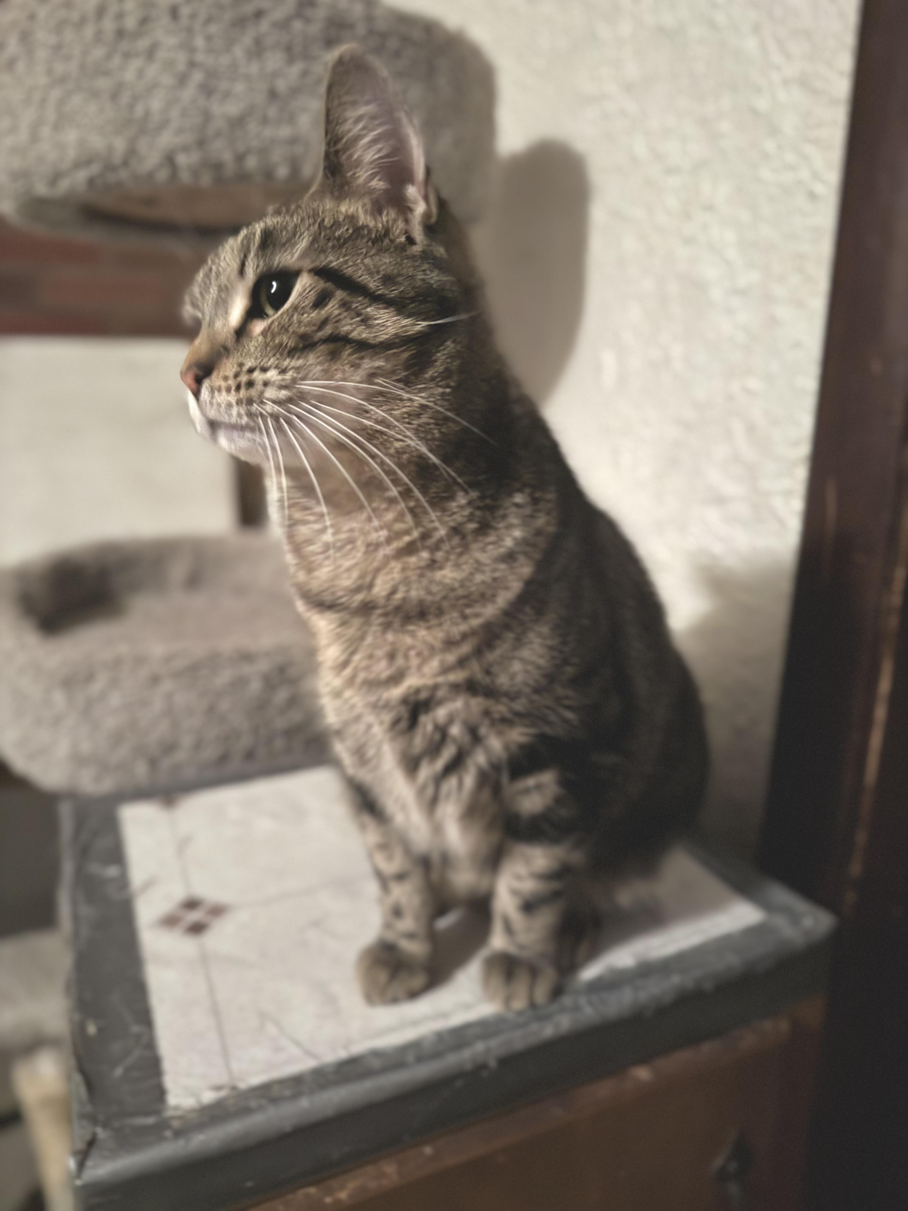 Enlarge Analise, a Adoptable Domestic Short Hair in North Tonawanda, NY image 4/6