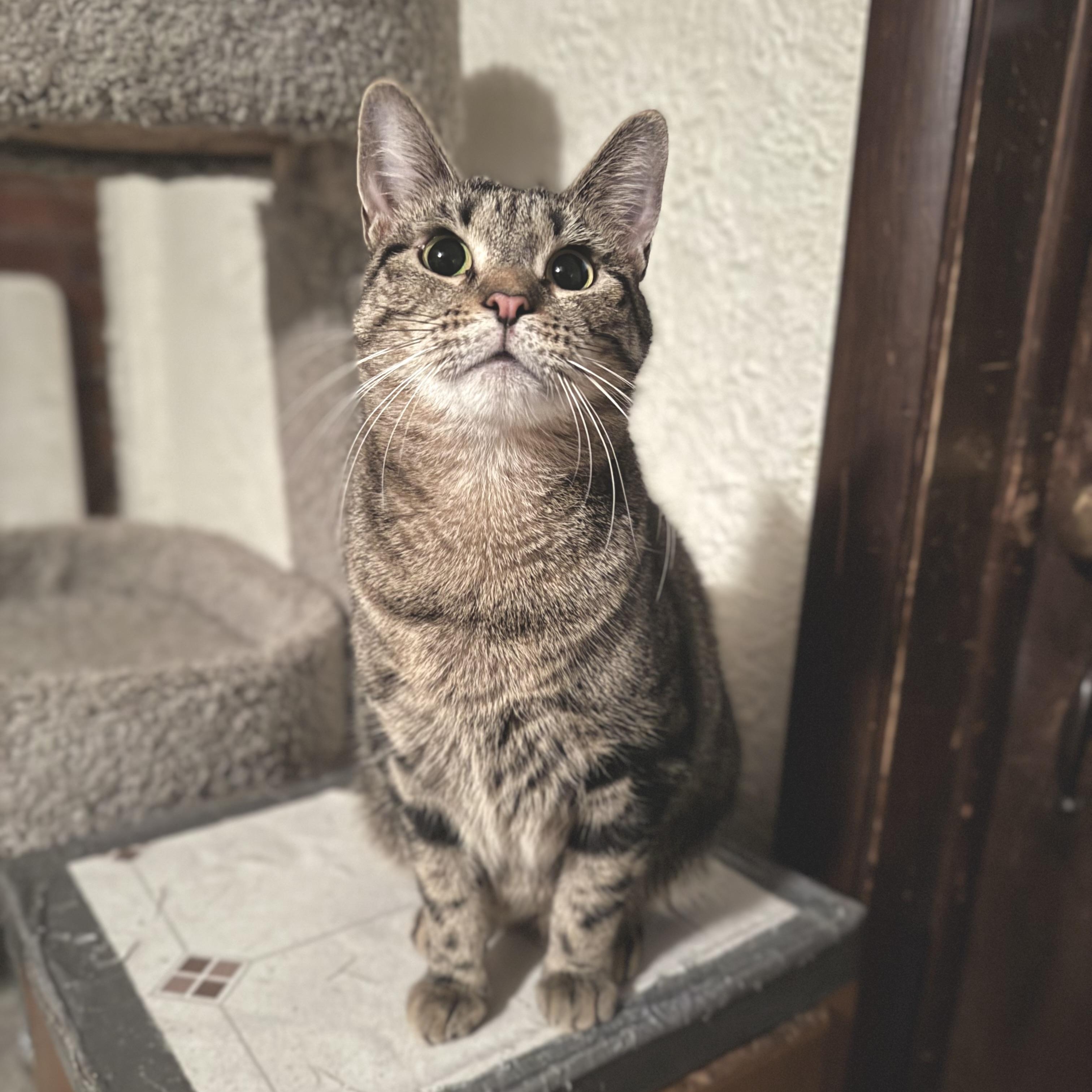 Analise, Adoptable, Adult Female Domestic Short Hair.