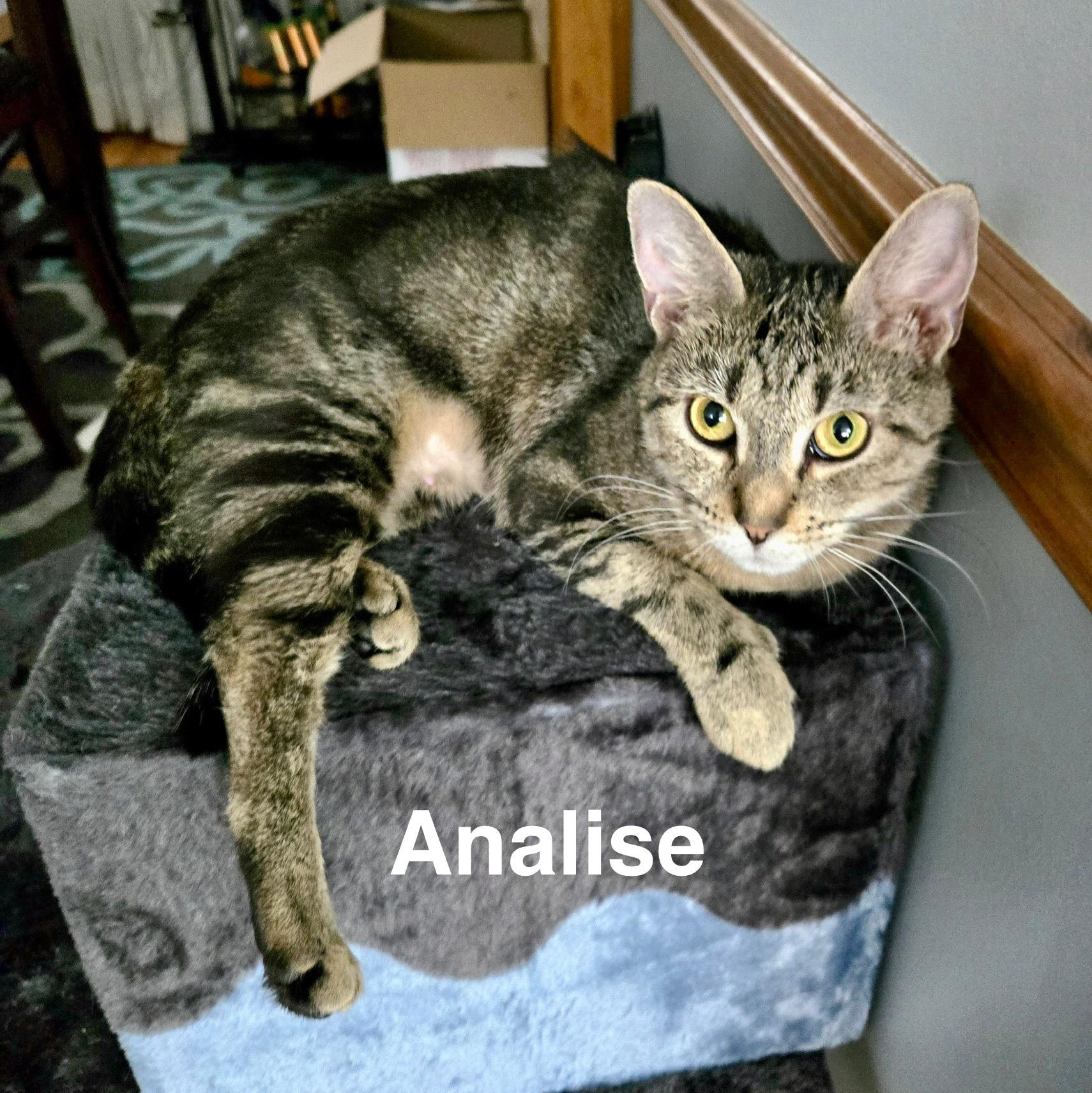 Enlarge Analise, a Adoptable Domestic Short Hair in North Tonawanda, NY image 1/1