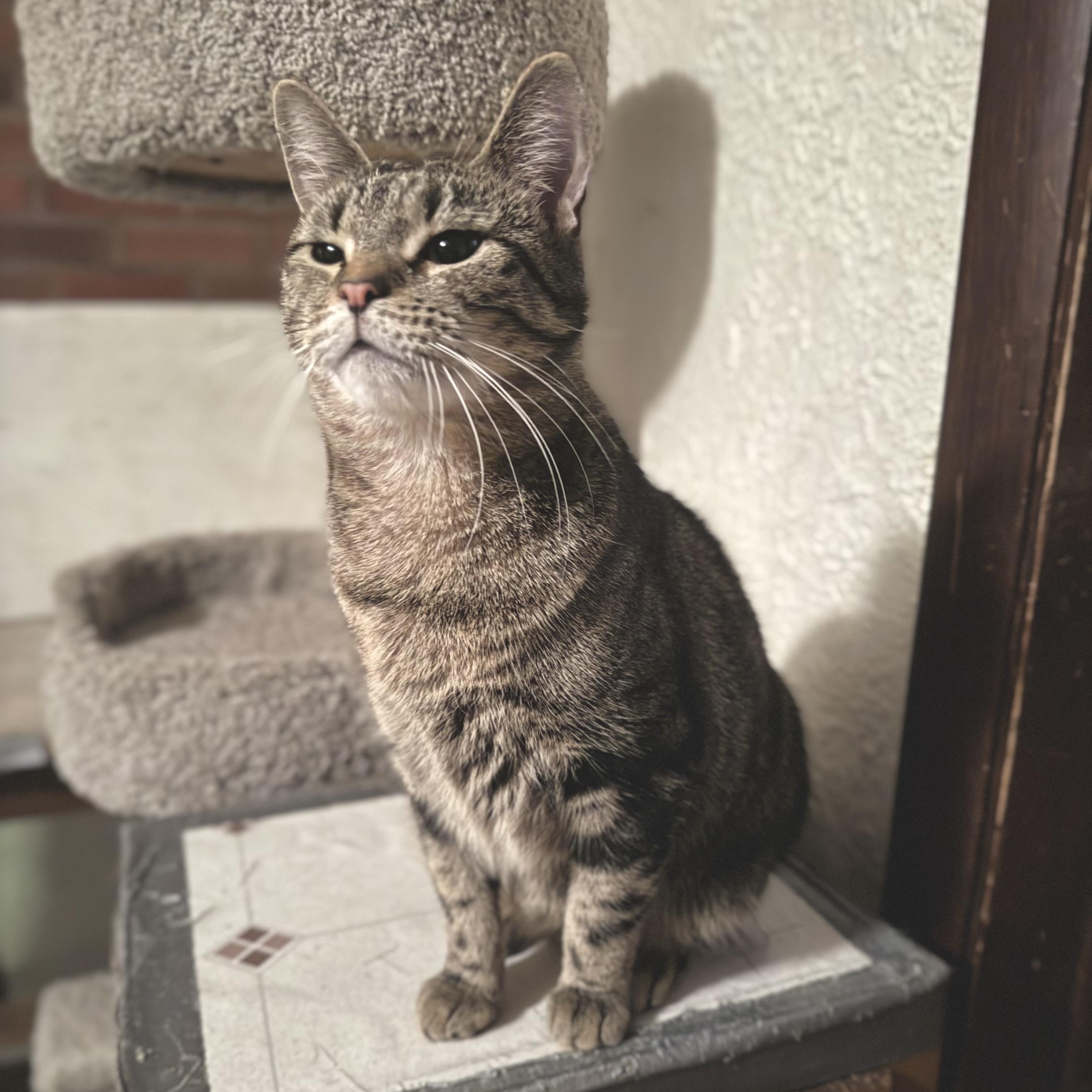 Enlarge Analise, a Adoptable Domestic Short Hair in North Tonawanda, NY image 6/6