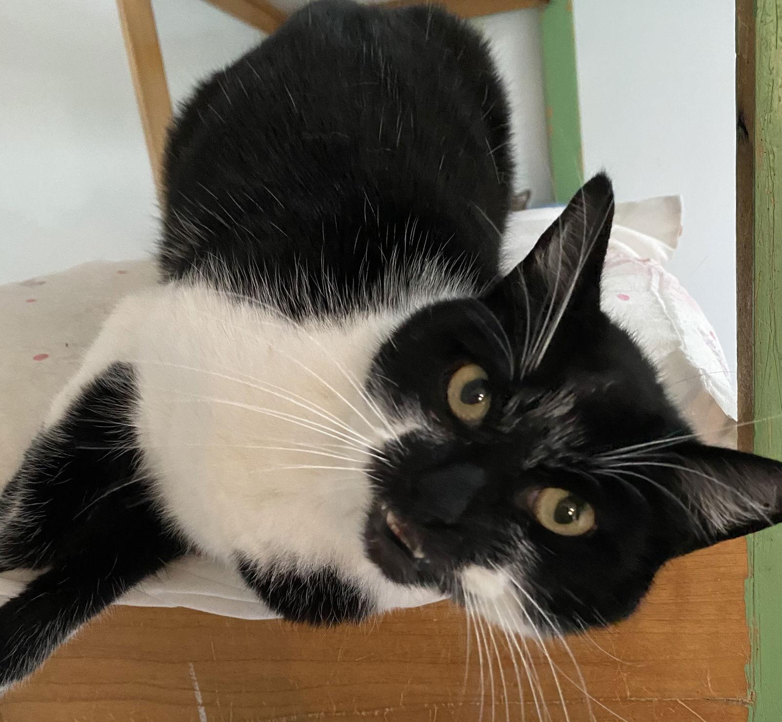 Enlarge Paulina, a Adoptable Domestic Short Hair in Littlerock, CA image 1/3