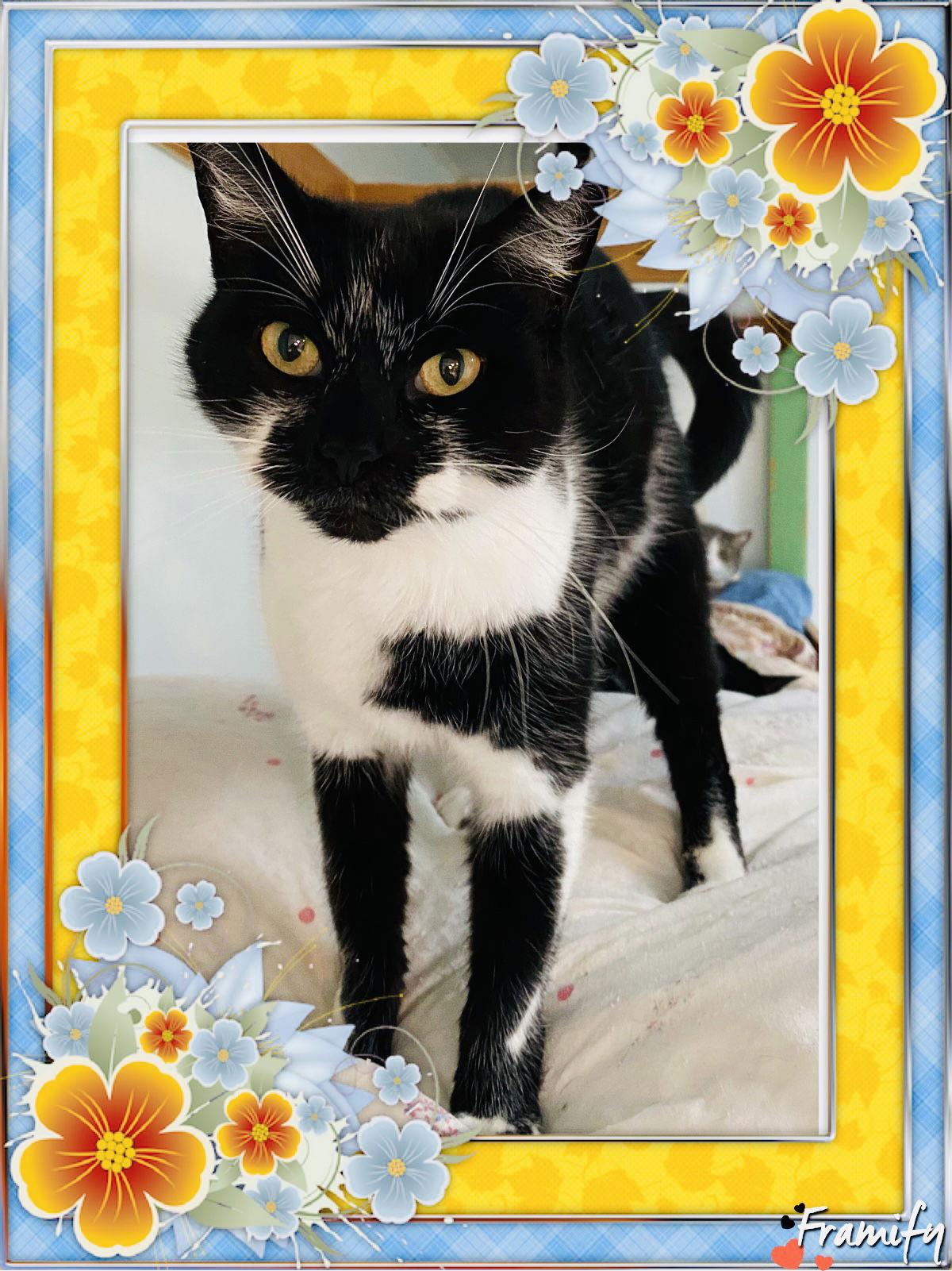 Enlarge Paulina, a Adoptable Domestic Short Hair in Littlerock, CA image 2/3