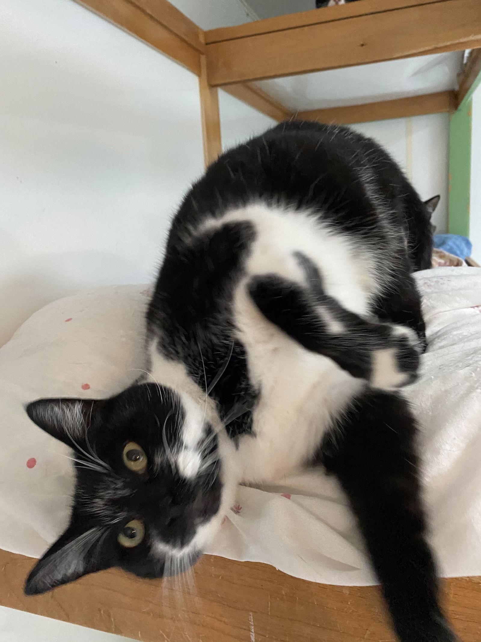 Enlarge Paulina, a Adoptable Domestic Short Hair in Littlerock, CA image 3/3