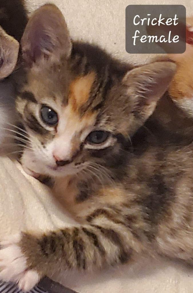 Cricket, Adoptable, Adult Male Domestic Short Hair.