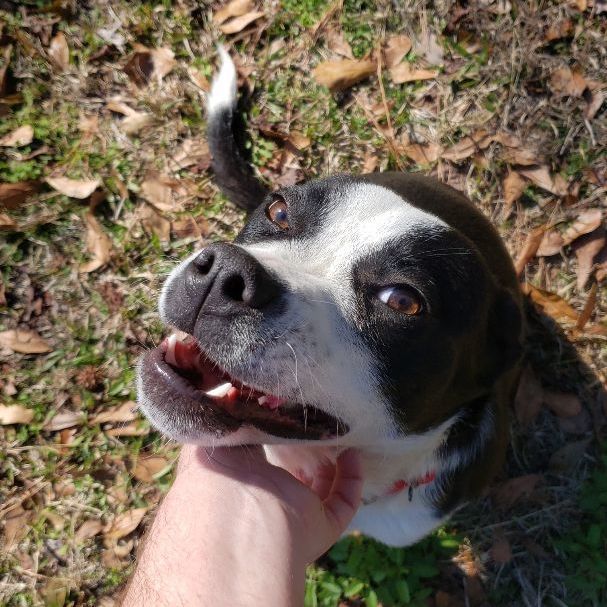 Davina *Waived Fee, a Adoptable Mixed Breed in Vicksburg, MS image 2/6