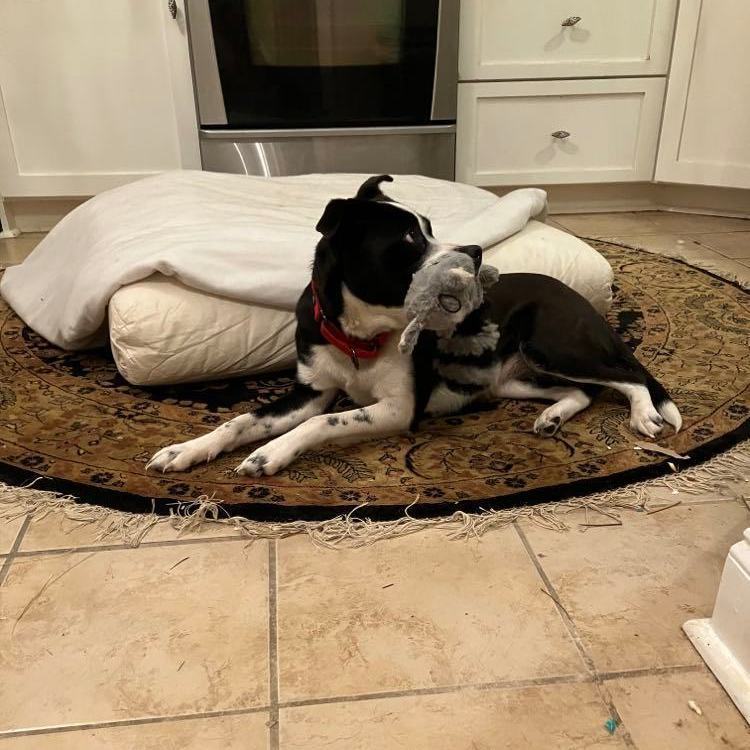 Davina *Waived Fee, a Adoptable Mixed Breed in Vicksburg, MS image 3/6