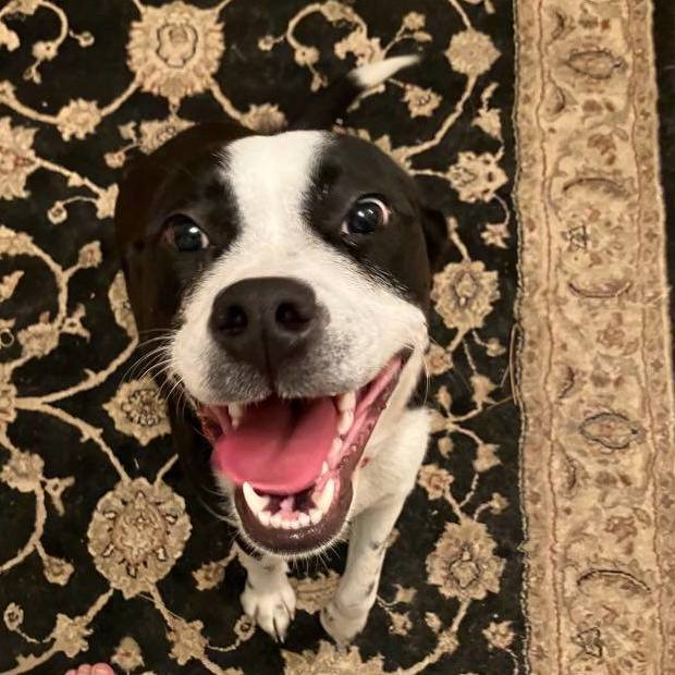 Davina *Waived Fee, an adoptable Mixed Breed in Vicksburg, MS, 39180 | Photo Image 4