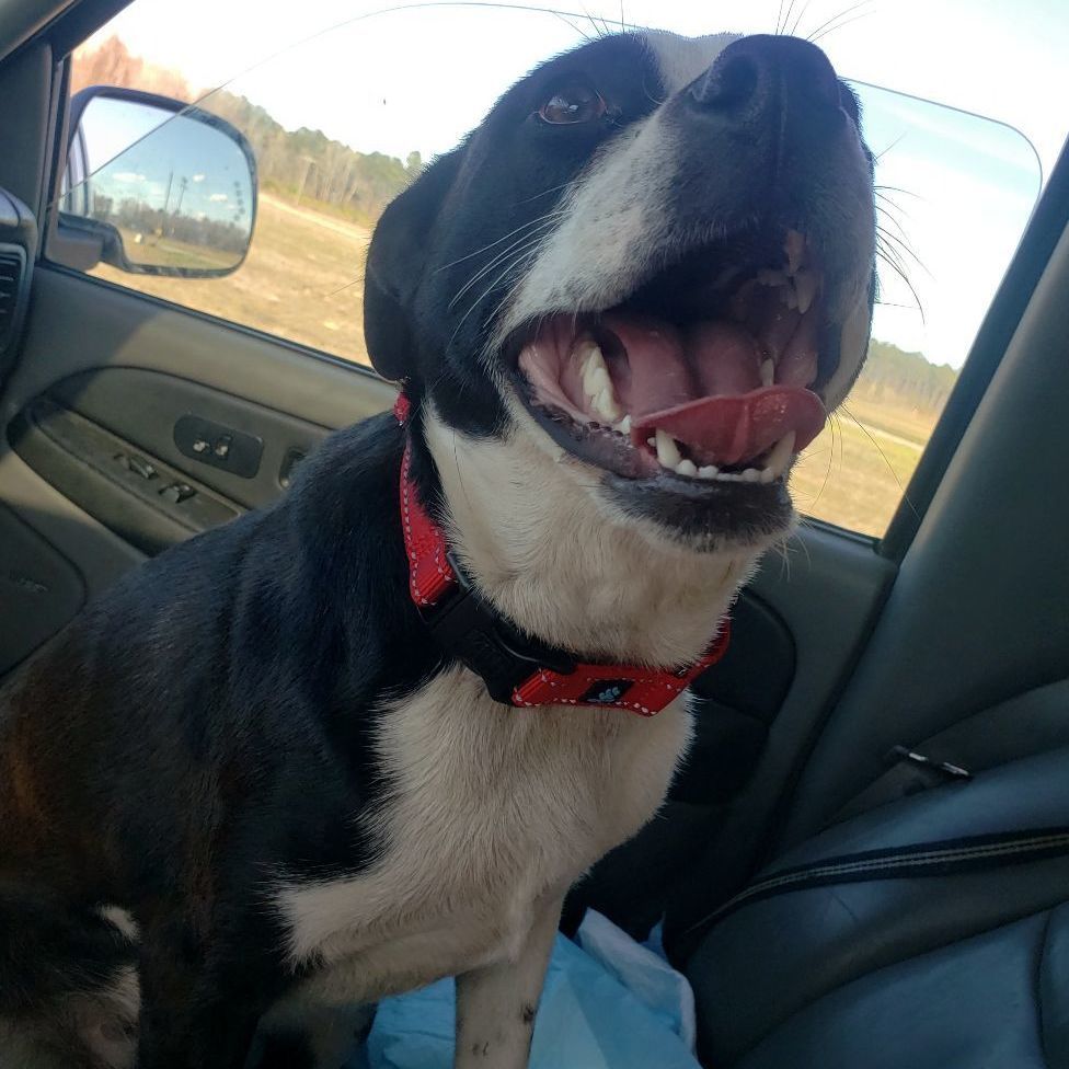 Davina *Waived Fee, an adoptable Mixed Breed in Vicksburg, MS, 39180 | Photo Image 5