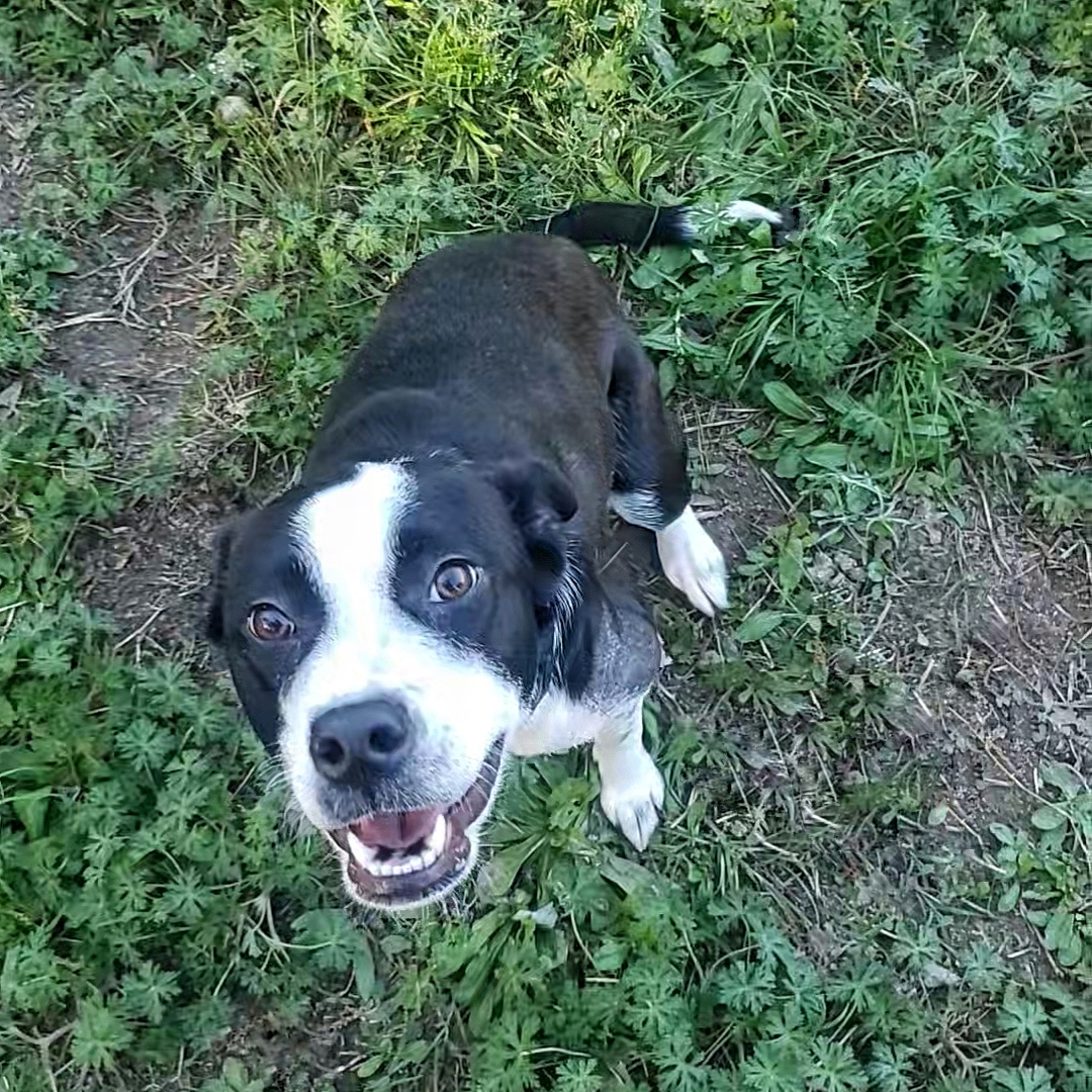 Davina *Waived Fee, a Adoptable Mixed Breed in Vicksburg, MS image 6/6