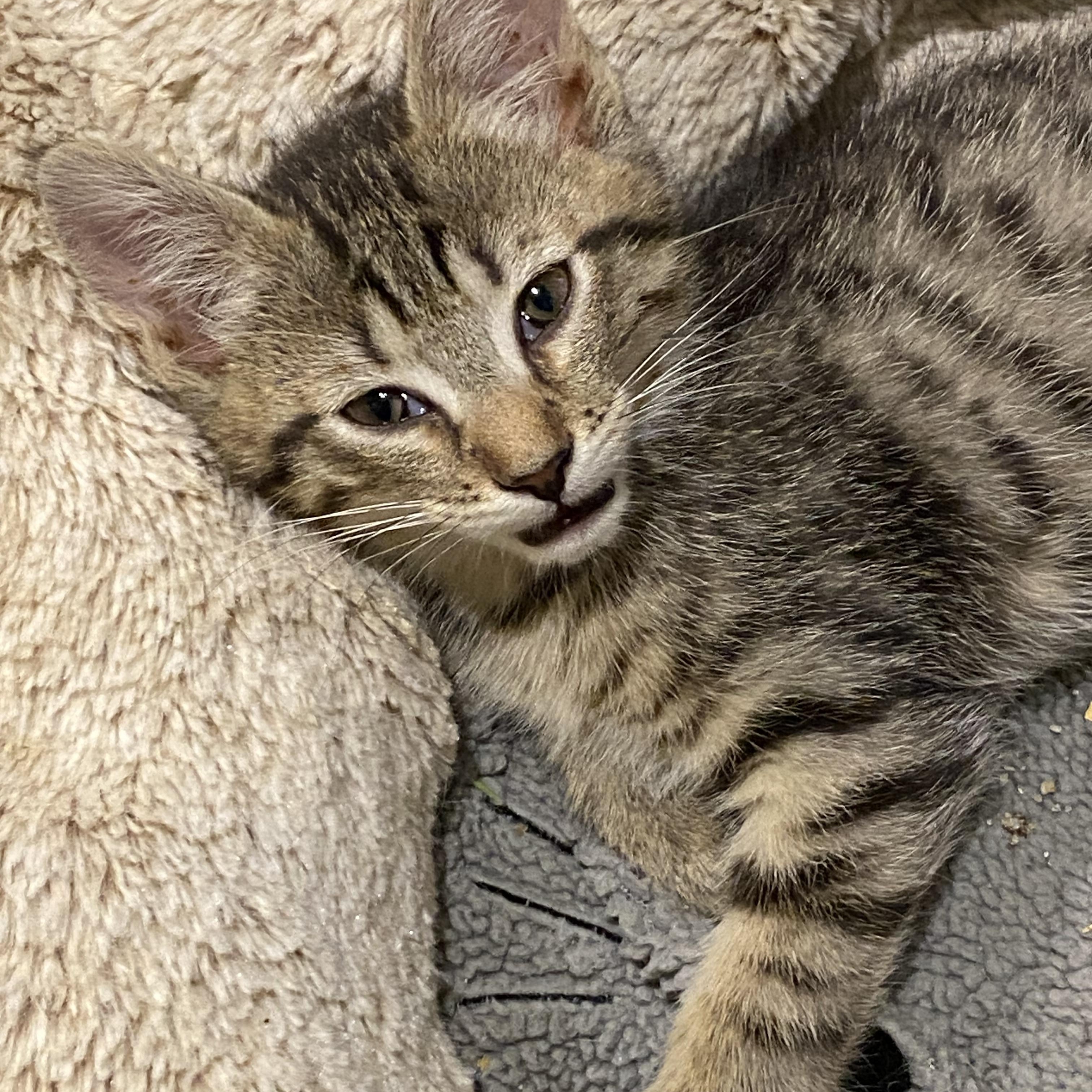 Sakura and Sunflower, a Adoptable Tabby in Buffalo, NY image 3/3
